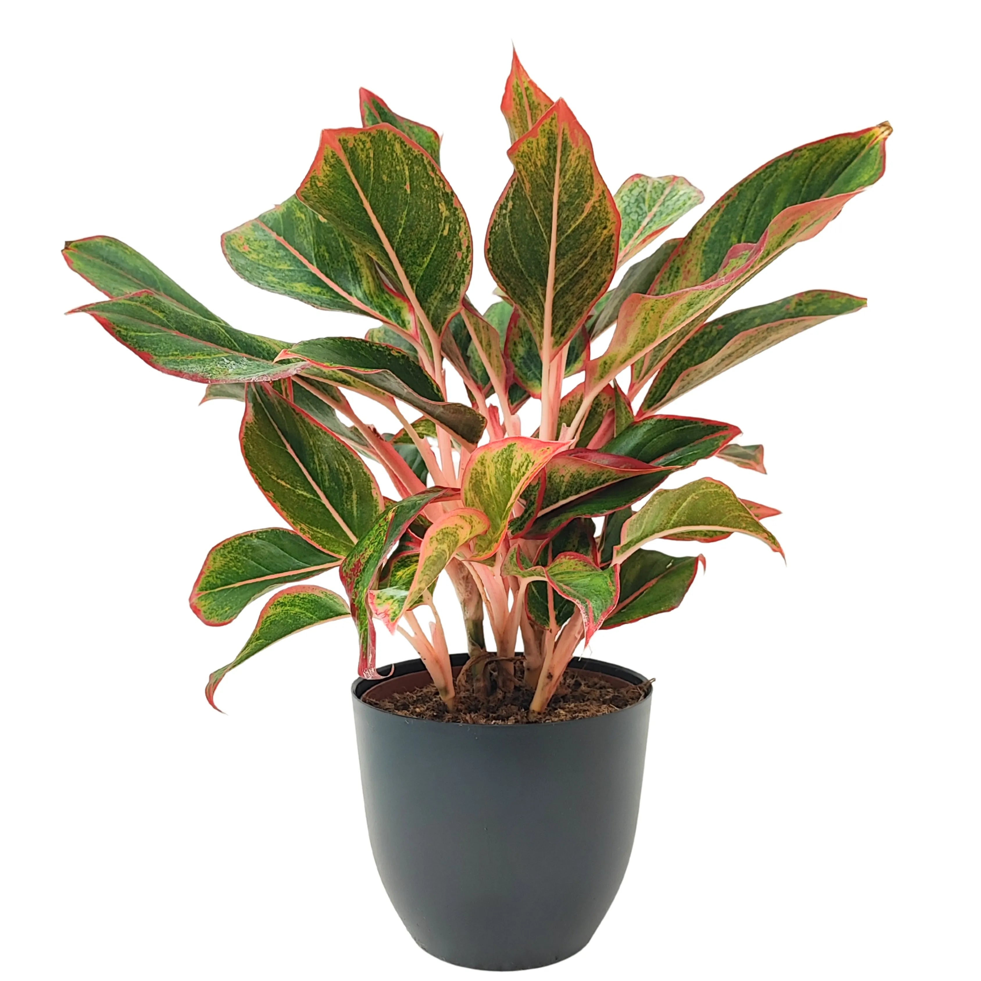 Aglaonema Sam Orlala