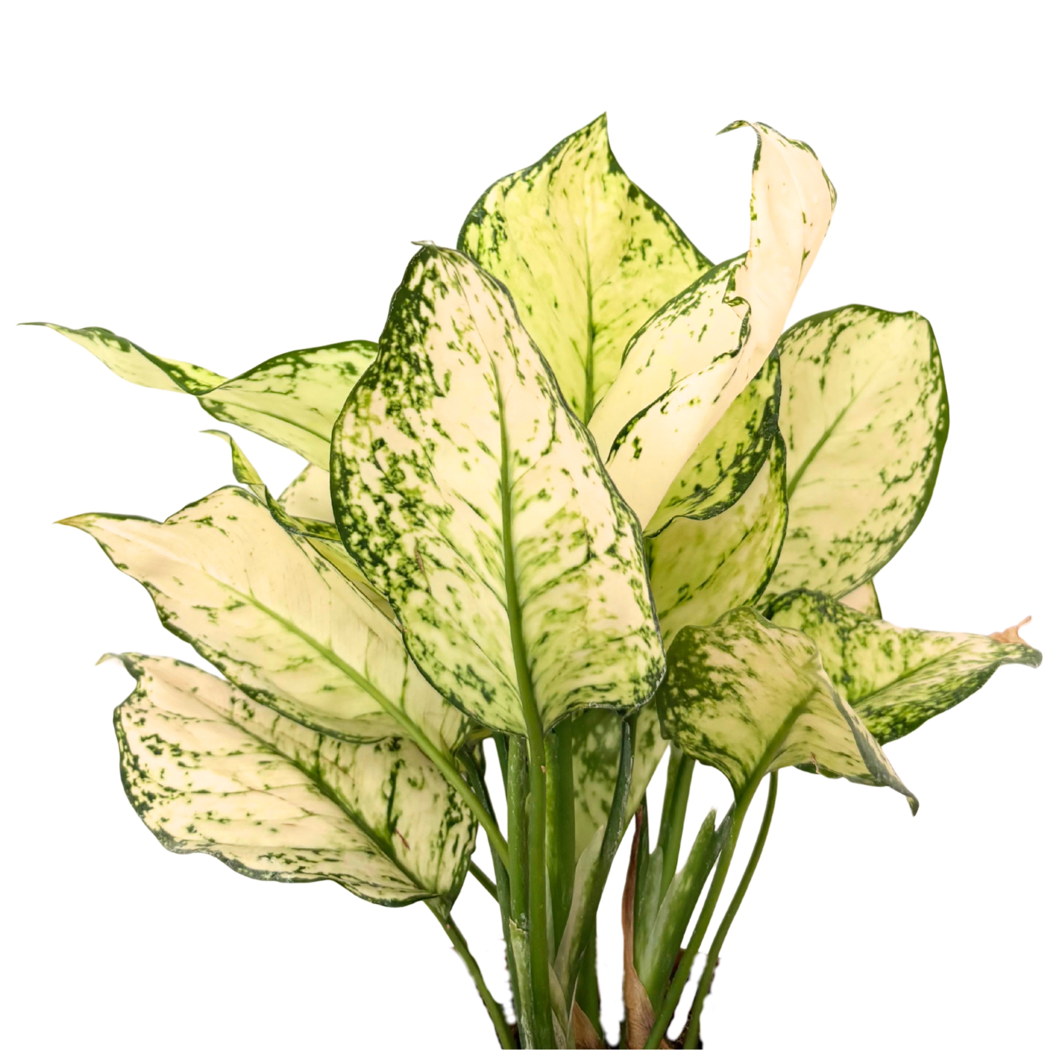 Aglaonema White Kiwi