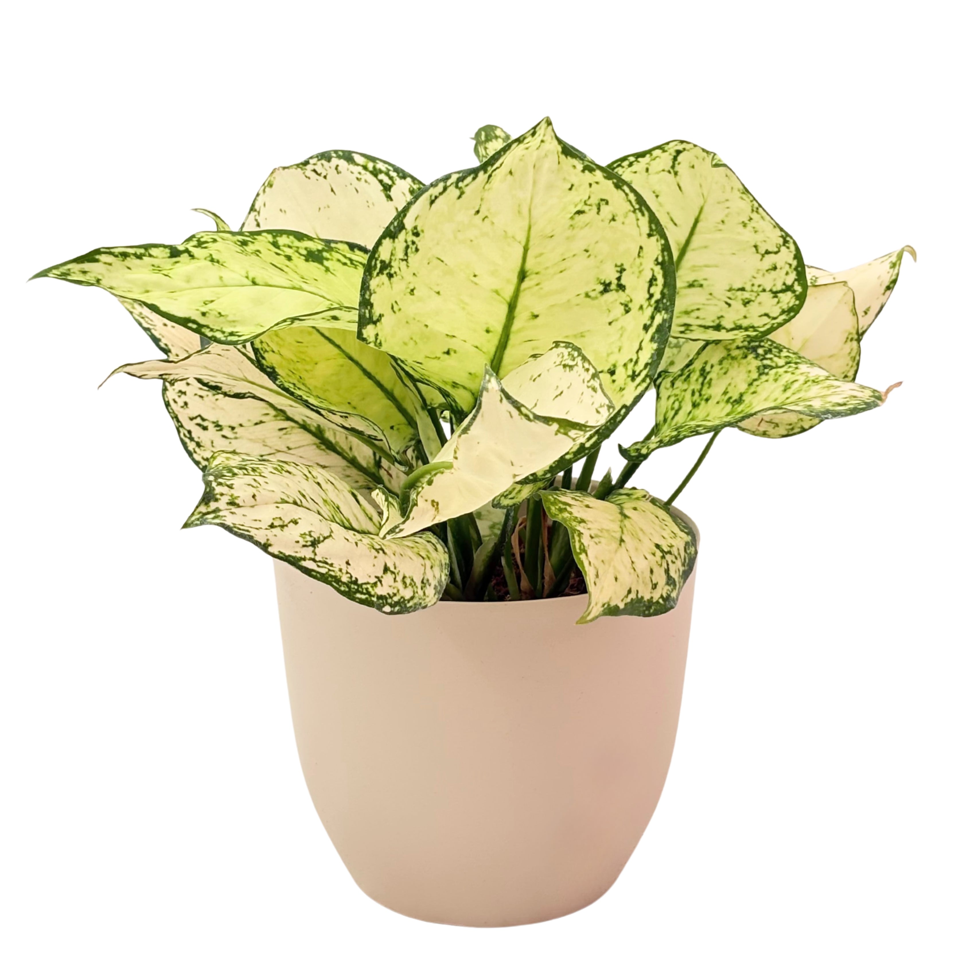 Aglaonema White Kiwi