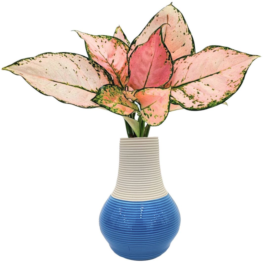 Aglaonema lucky red in idrocultura un vaso artigianale in argilla