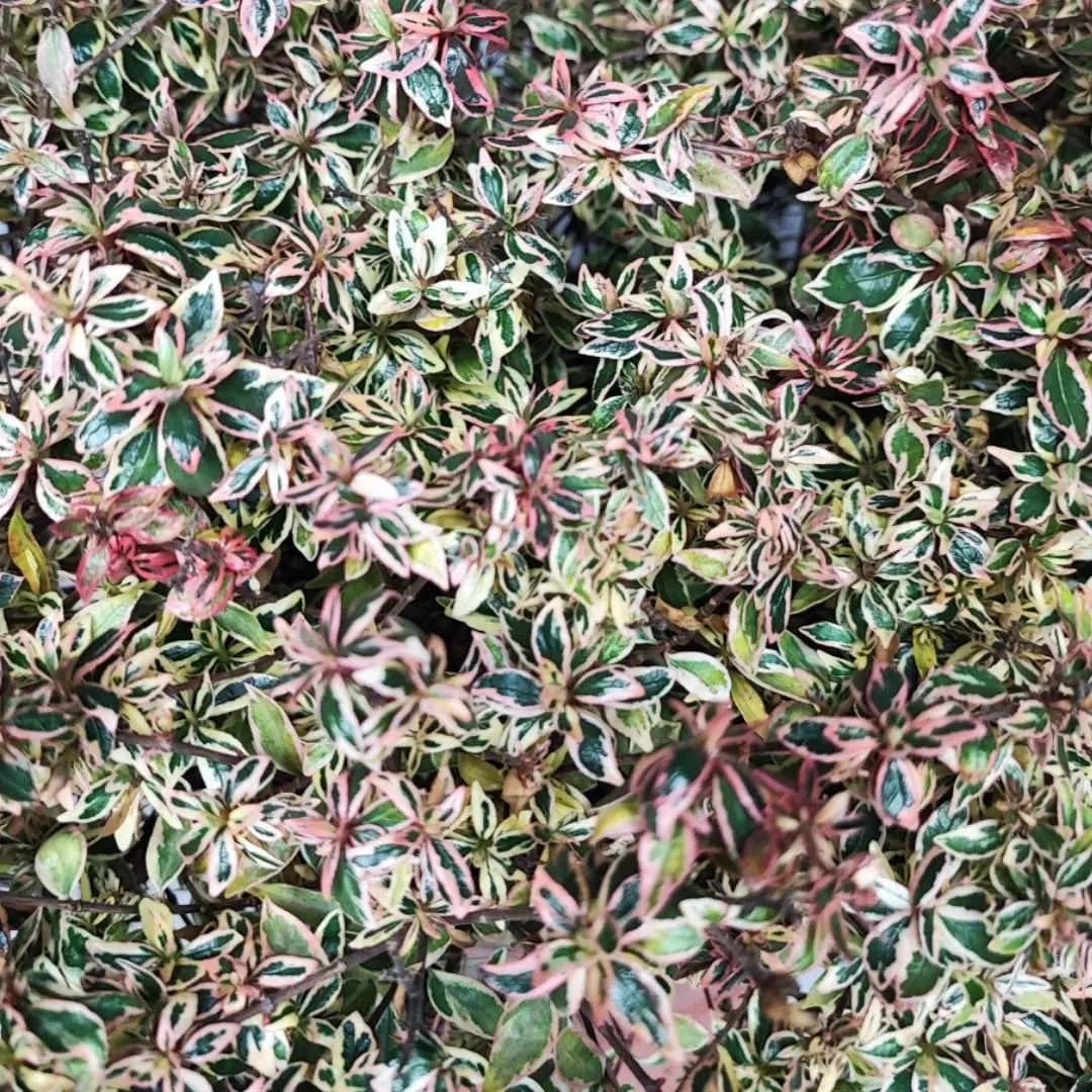 Abelia confetti vaso