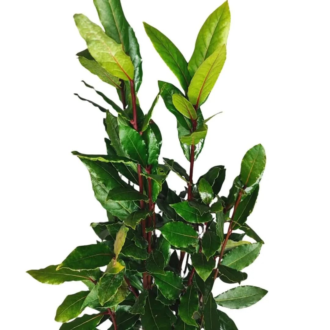 Alloro Laurus Nobilis D.18 H.120 cm