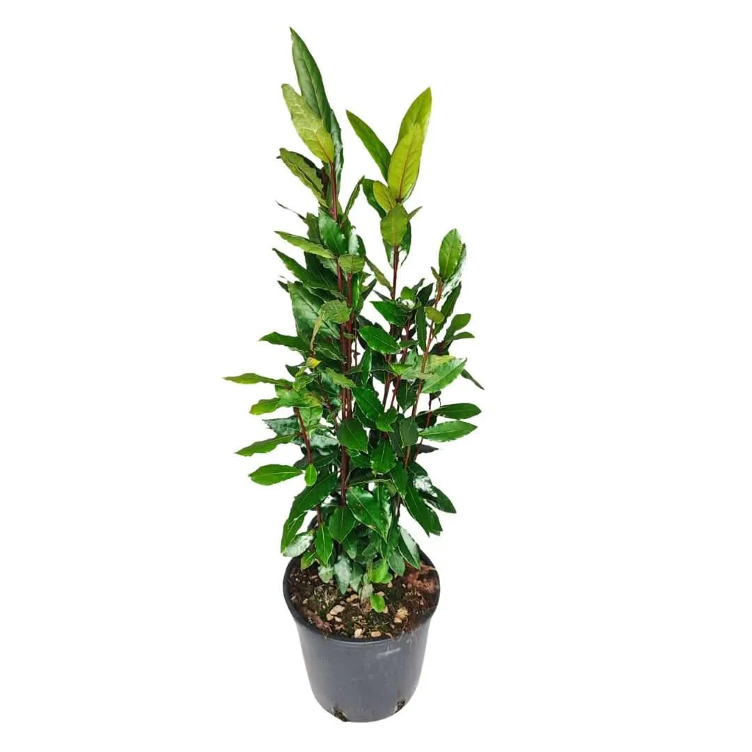 Alloro Laurus Nobilis D.18 H.120 cm