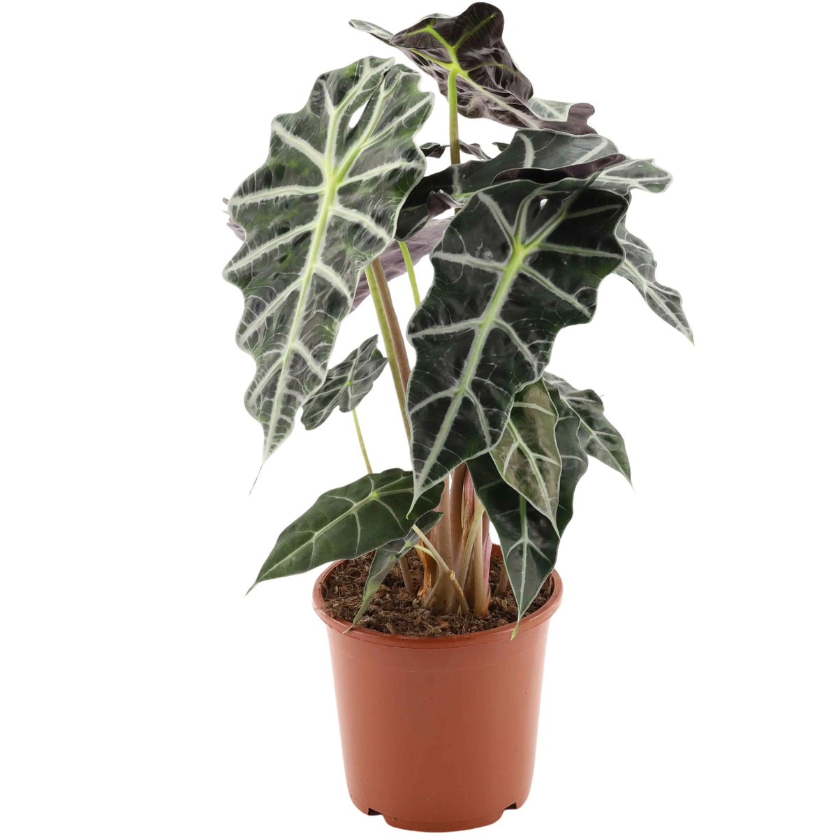 Alocasia Polly vaso D.17 H 48 cm
