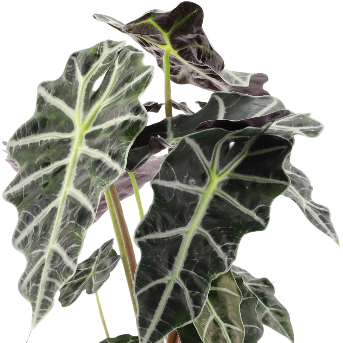 Alocasia Polly vaso D.17 H 48 cm