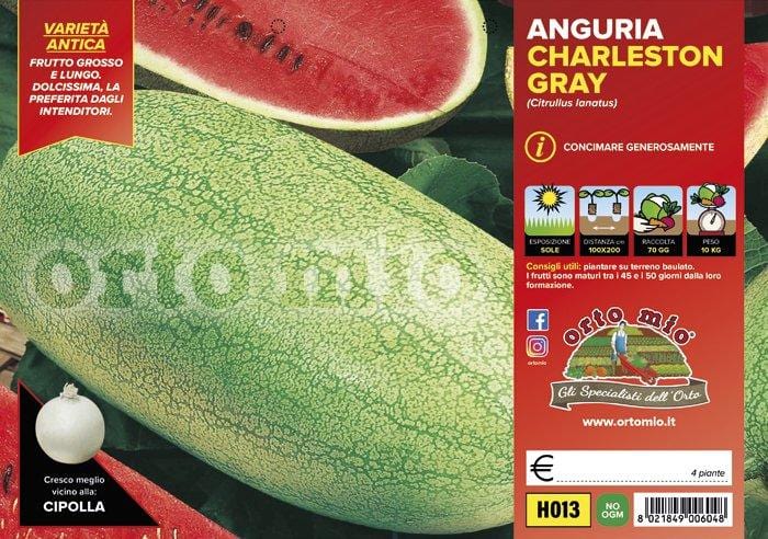Anguria lunga chiara Charleston Gray - 4 piante - Orto Mio
