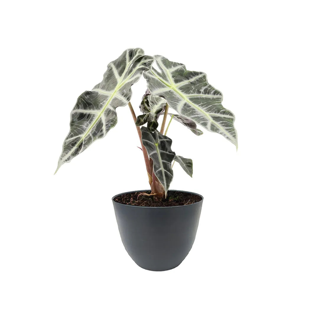 Alocasia Polly altezza D.12 H.30 cm
