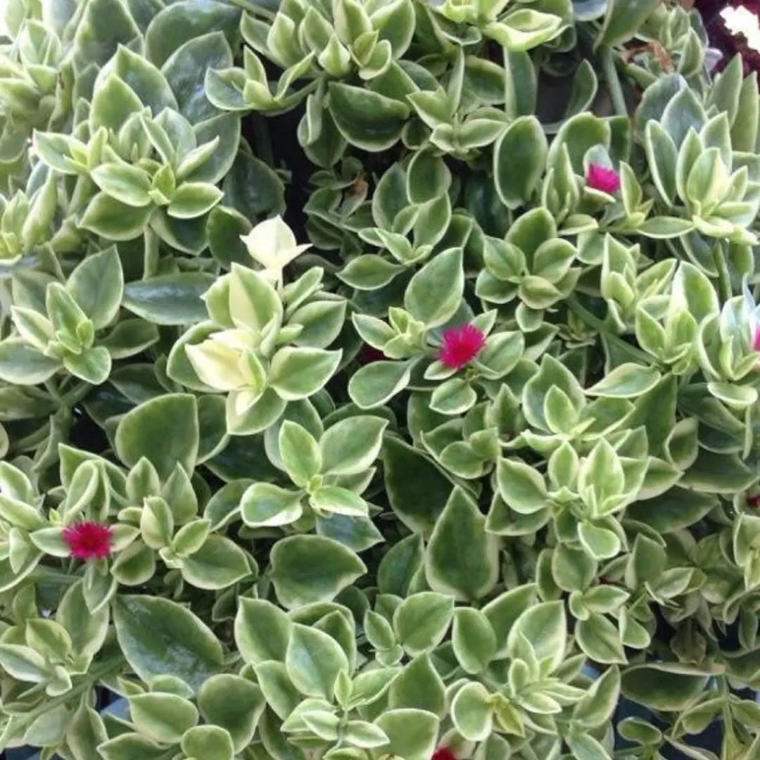 Aptenia Variegata vaso basket
