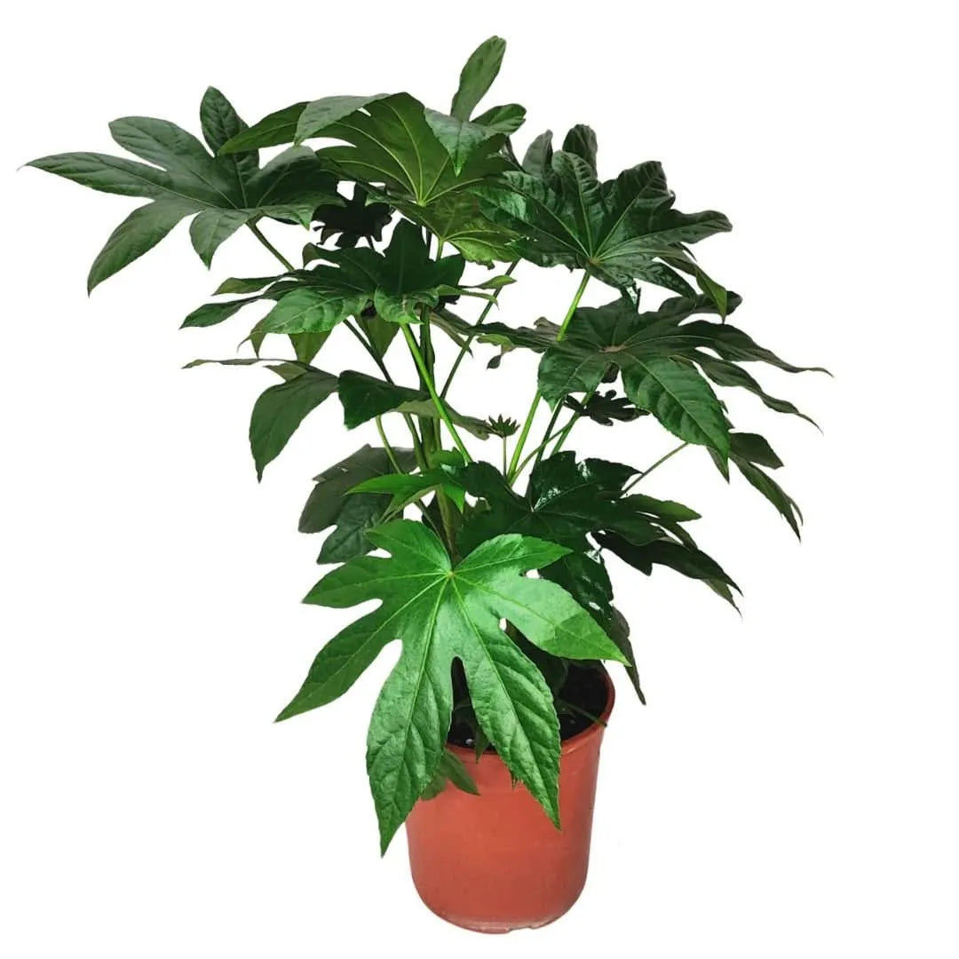 Aralia Sieboldii D. 18 H. 40 CM