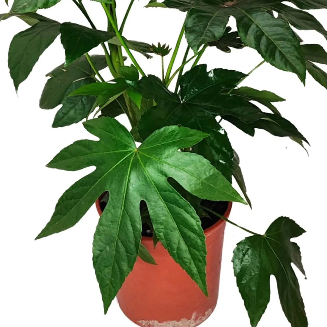Aralia Sieboldii D. 18 H. 40 CM