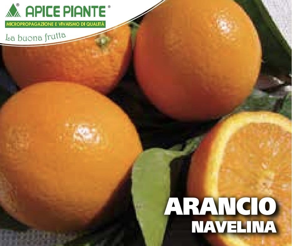 Arancio Navelina Isa - v. 24 cm - Apice Piante