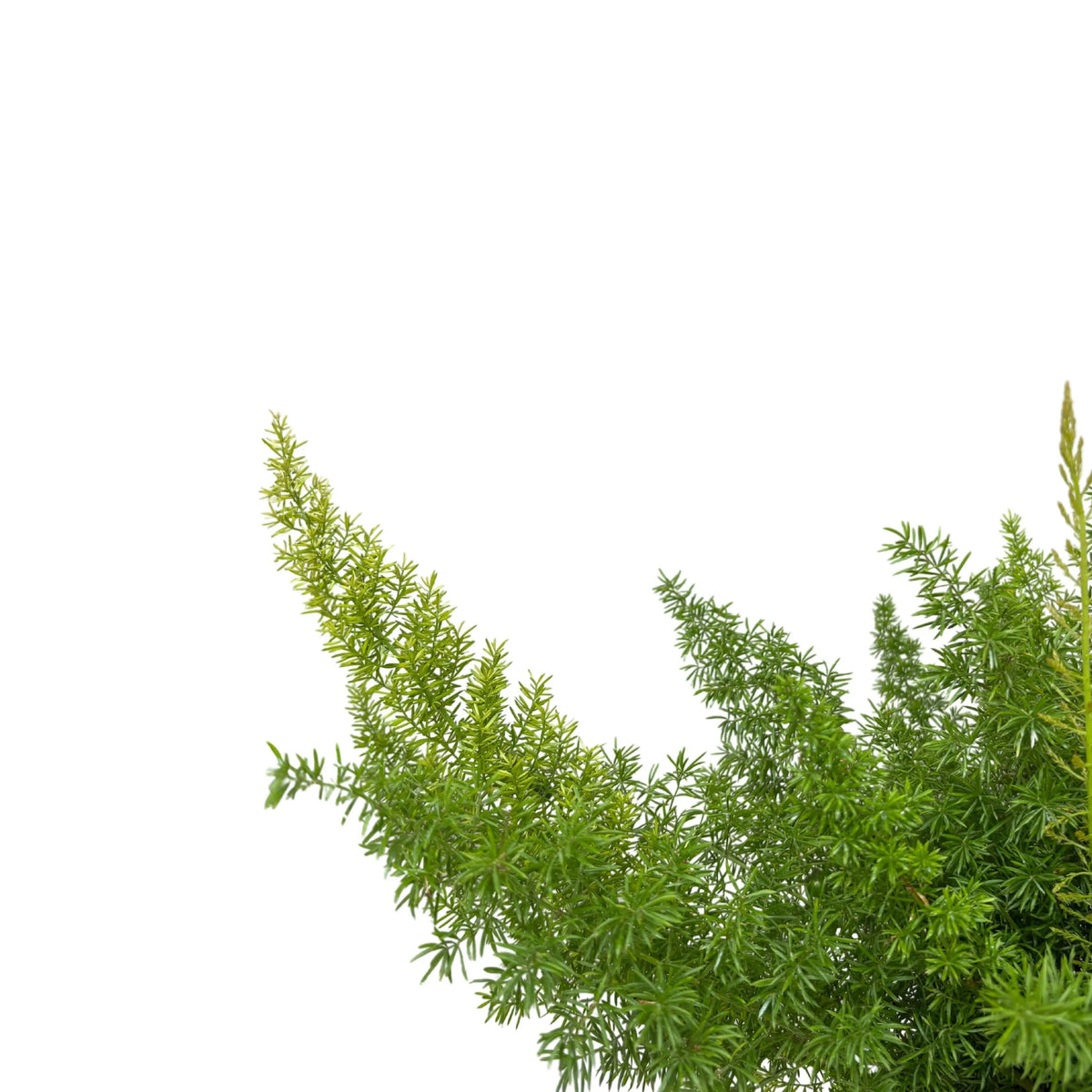 Asparagus Meyeri D.18 H.40