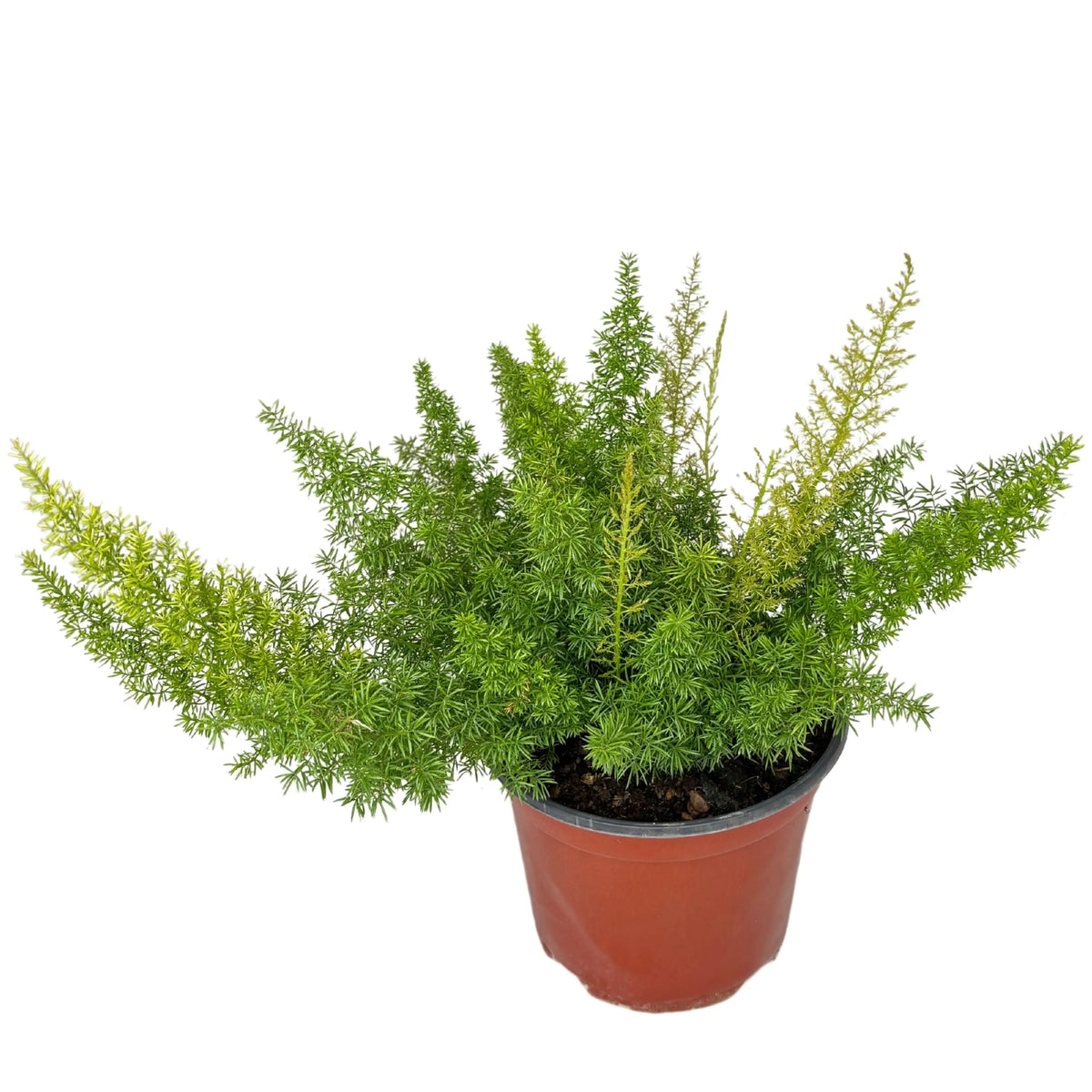 Asparagus Meyeri D.18 H.40
