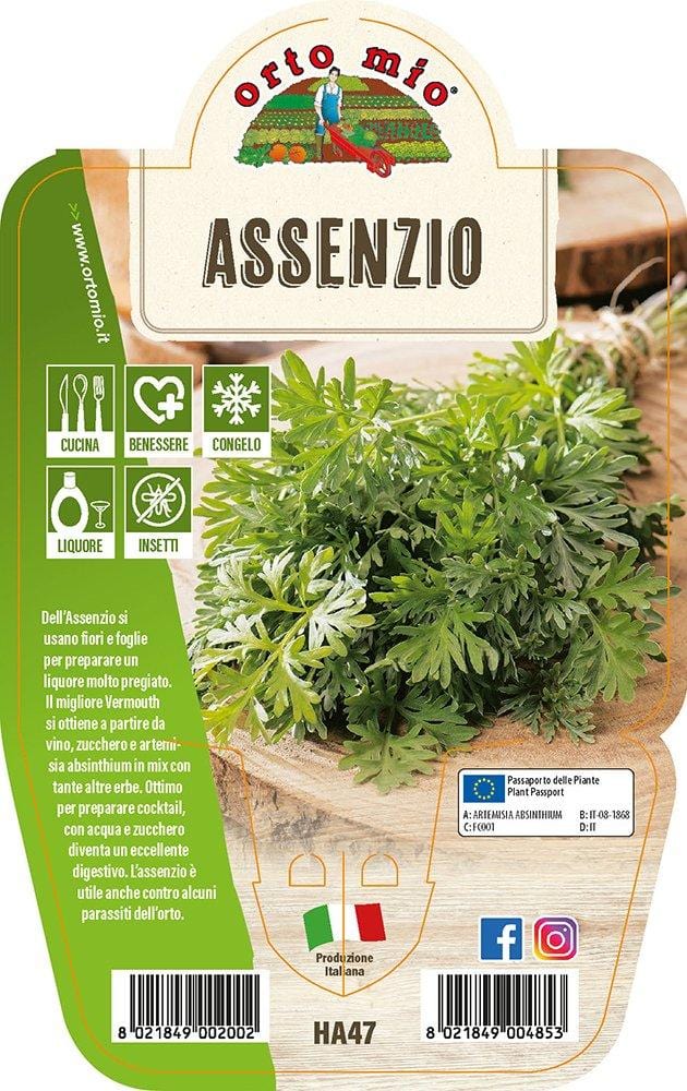 Assenzio - 1 pianta v.14 cm - Orto Mio