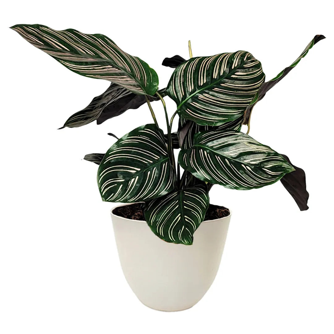 Calathea Ornata altezza pianta 45 cm