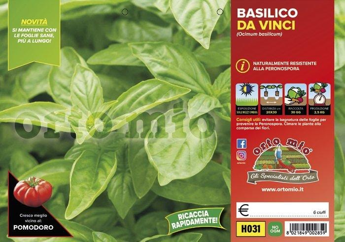 Basilico resistente alla peronospora Da Vinci - 6 piante - Orto Mio