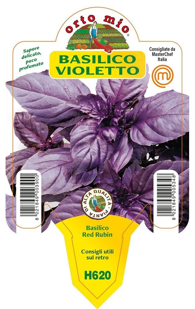 Basilico Violetto Red Rubin - 1 pianta v.10 cm - Orto Mio