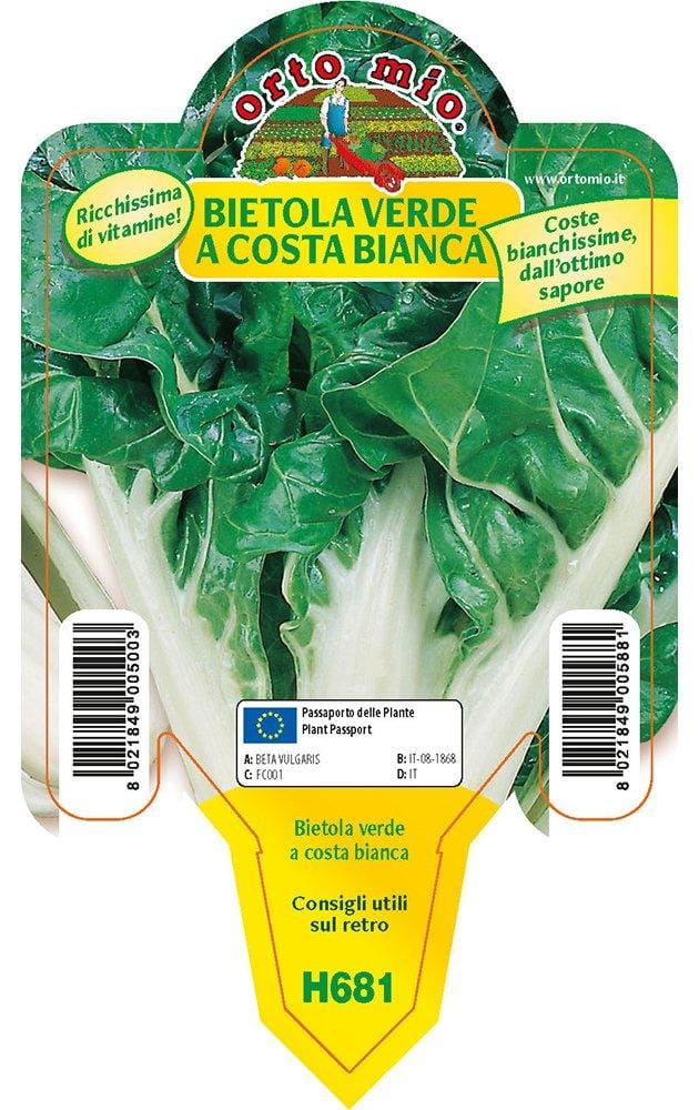 Bietola da costa e orto verde a costa bianca Lusiana - 1 pianta in v.10 - Orto Mio