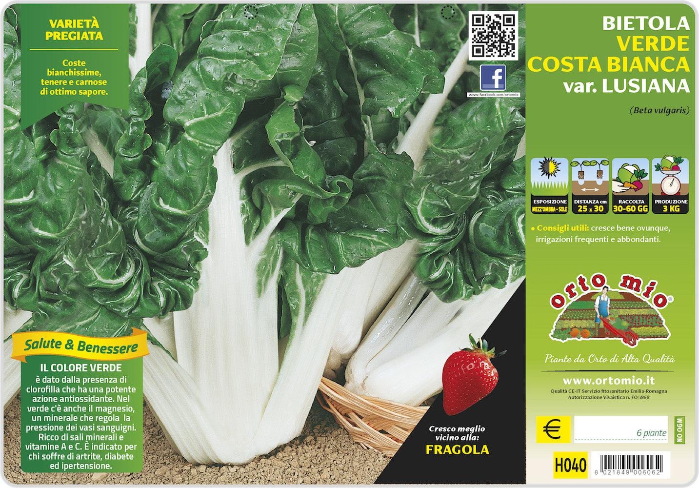 Bietola da Coste Verde e Bianca Lusiana - 6 piante - Orto Mio