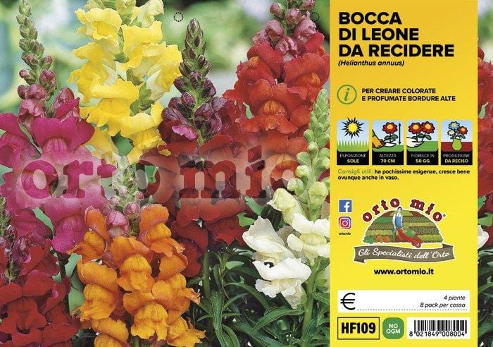 Bocca di Leone da recidere - 4 piante - Orto Mio