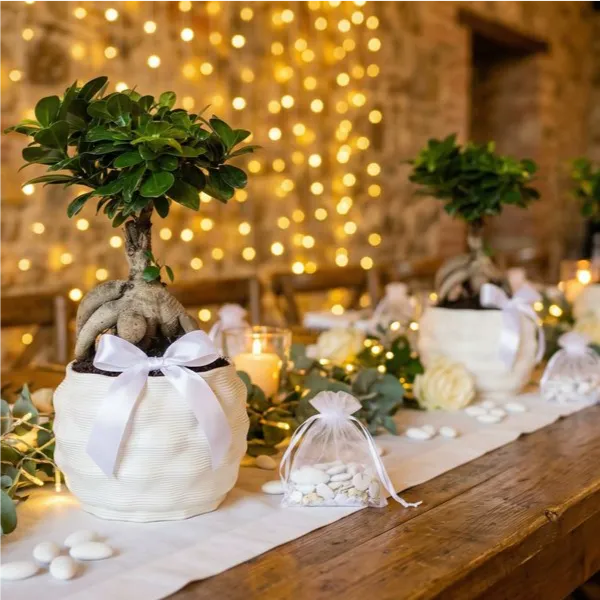Bonsai ficus ginseng in vaso artigianale Athena L in argilla