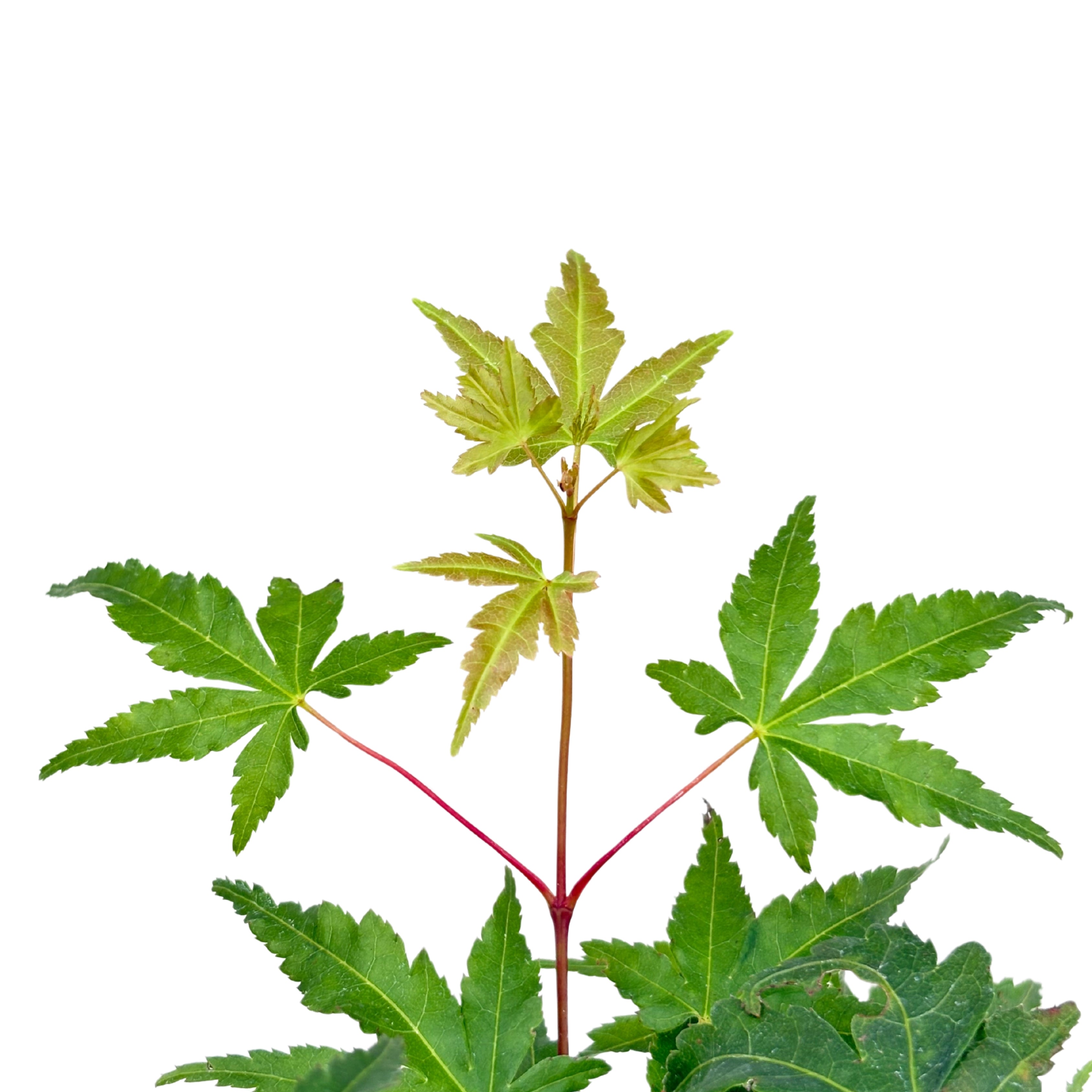 Bonsai Acer Palmatum 7 Anni - Collezione Premium