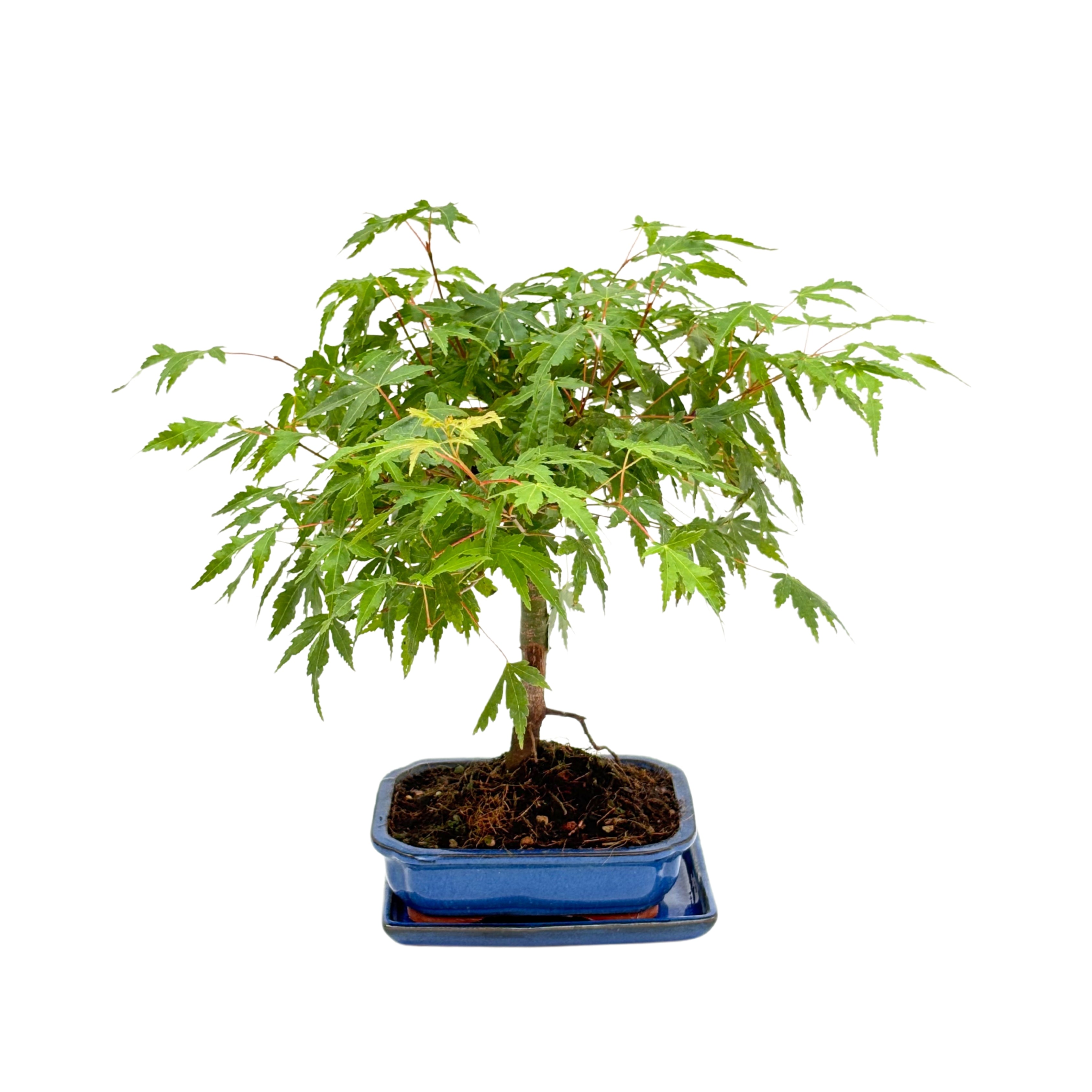 Bonsai Acer Palmatum 7 Anni - Collezione Premium