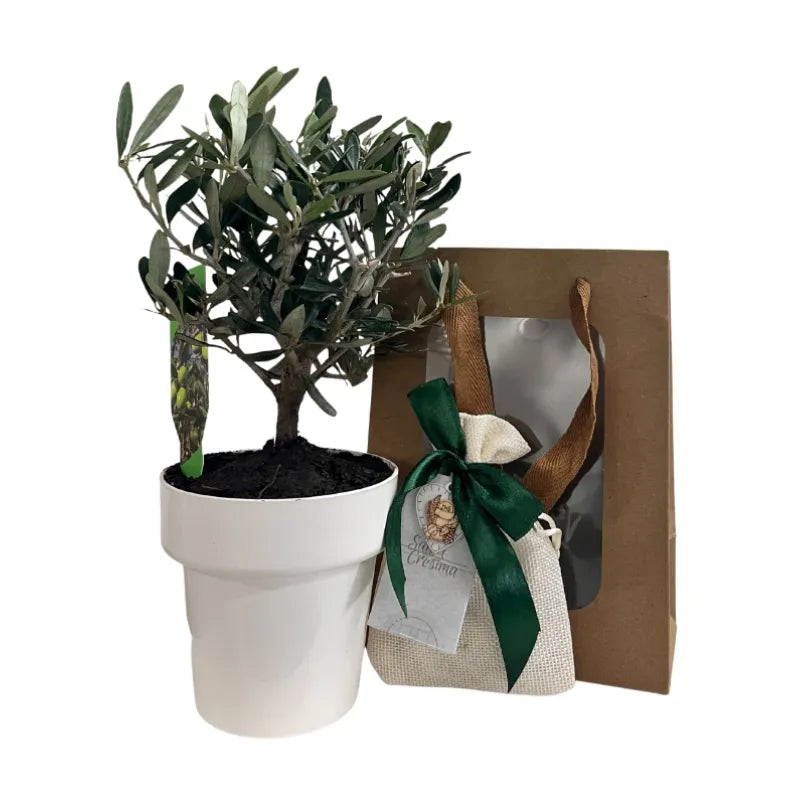 Set Piantine Ulivo bomboniere v10cm colorato simil Bonsai cipressino CERTIFICATE