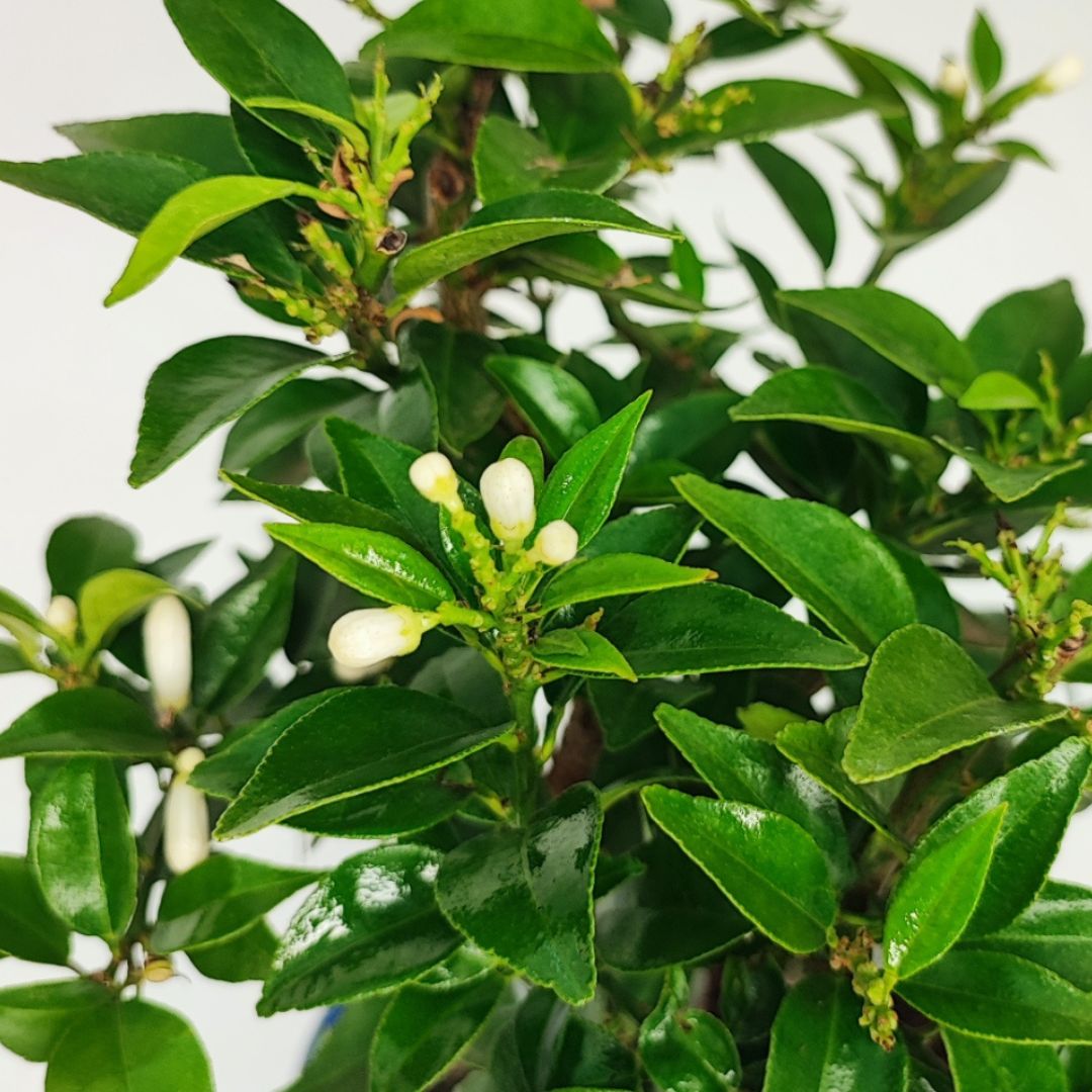 Bonsai Citrus Myrtifolia 8 Anni - Collezione Premium