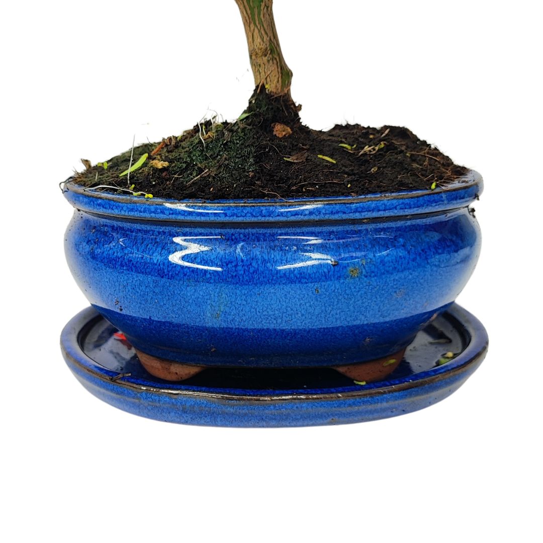 Bonsai Citrus Myrtifolia 8 Anni - Collezione Premium