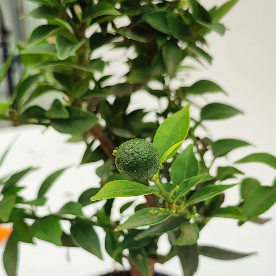 Bonsai Citrus Myrtifolia 8 Anni - Collezione Premium