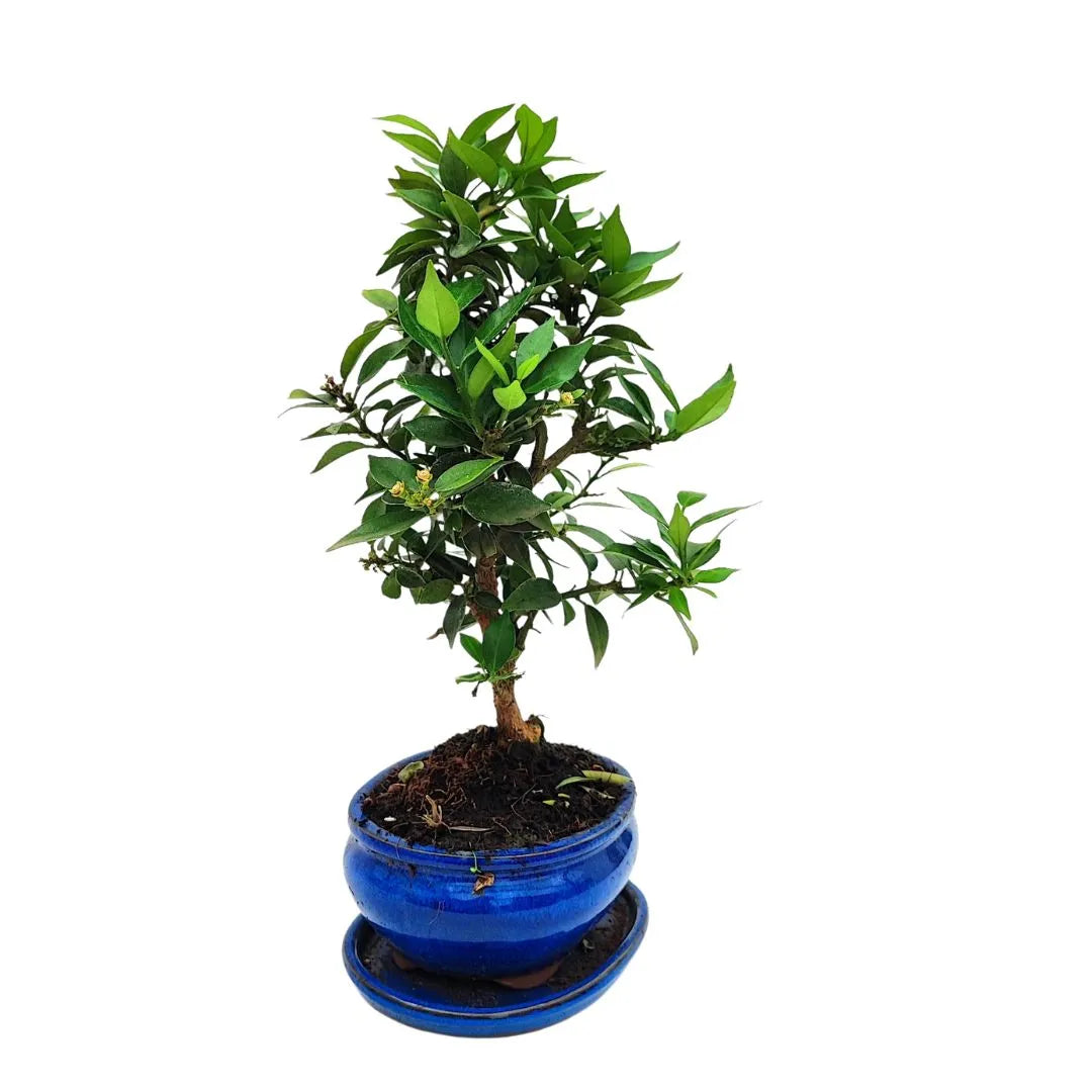 Bonsai Citrus Myrtifolia 8 Anni - Collezione Premium