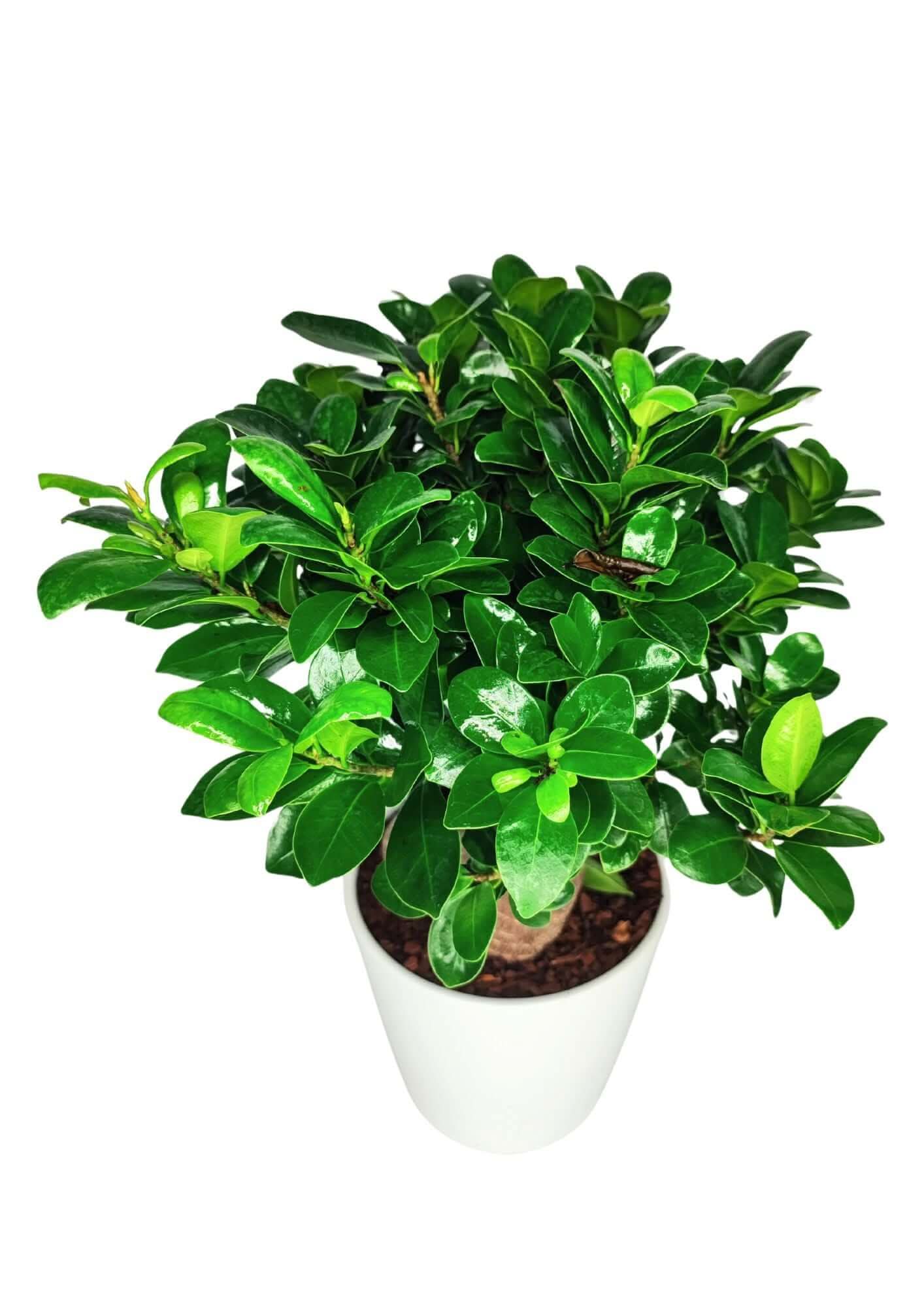 Bonsai Ficus Ginseng Vaso di Ceramica Dallas Altezza Pianta 40 cm