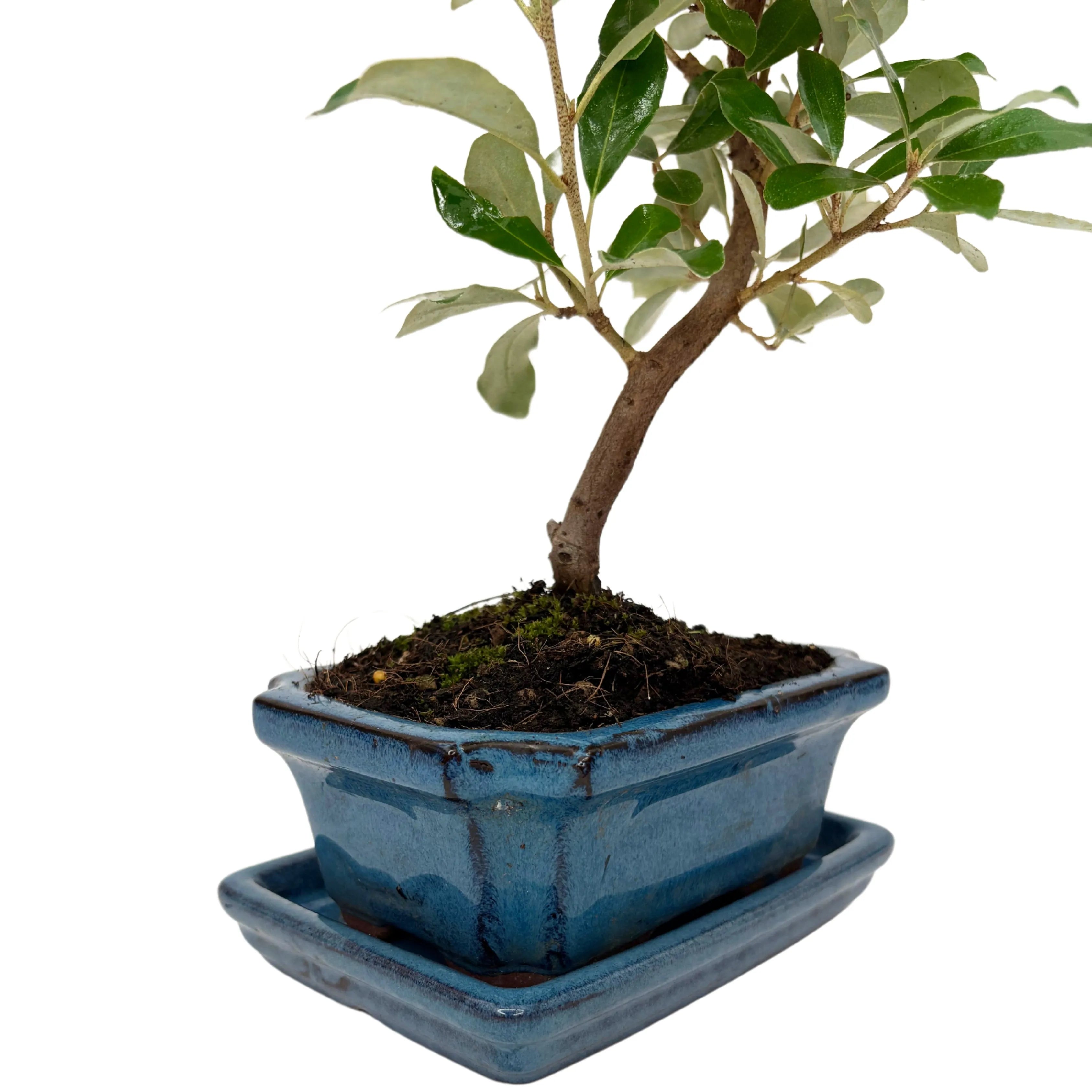 Bonsai Elaeagnus 7 Anni - Collezione Premium