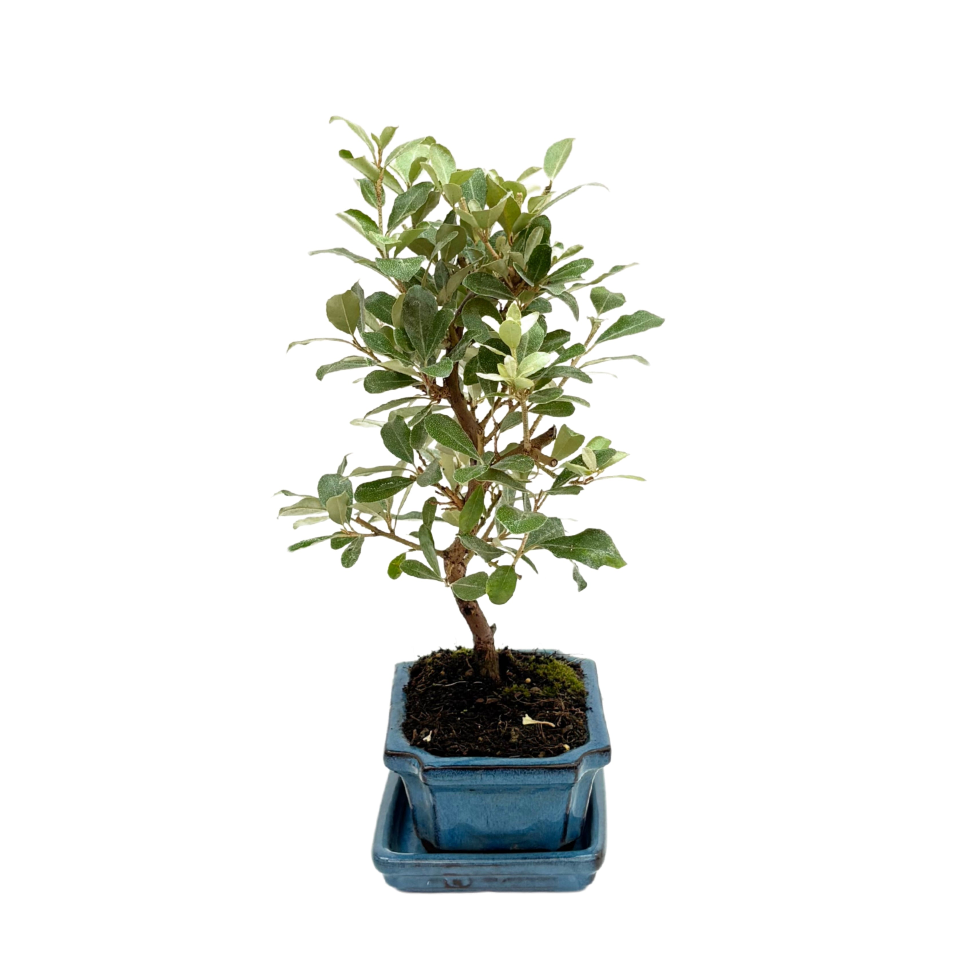 Bonsai Elaeagnus 7 Anni - Collezione Premium