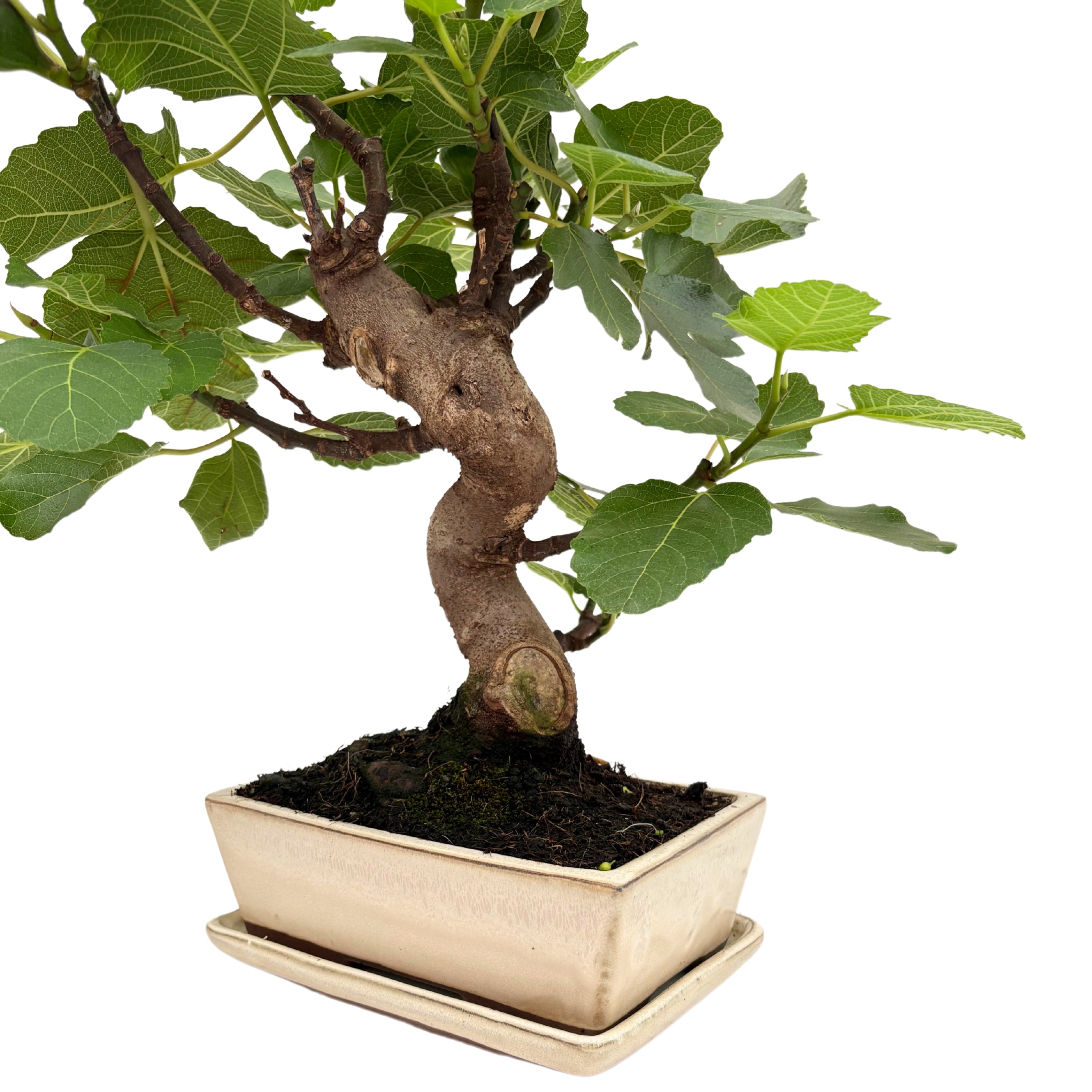 Bonsai Ficus Carica (Fico) 13 Anni - Collezione Premium