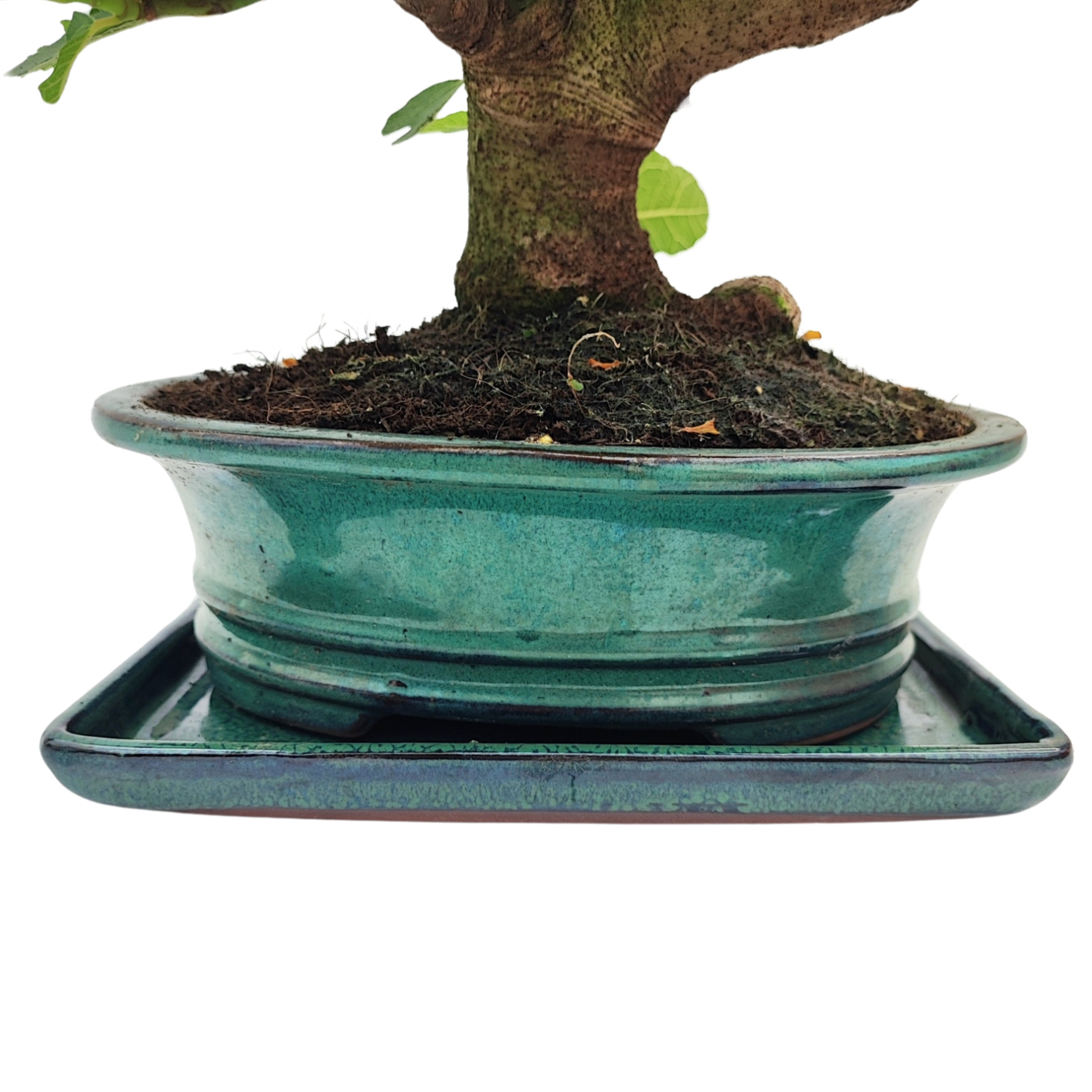 Bonsai Ficus Carica (Fico) 14 Anni - Collezione Premium