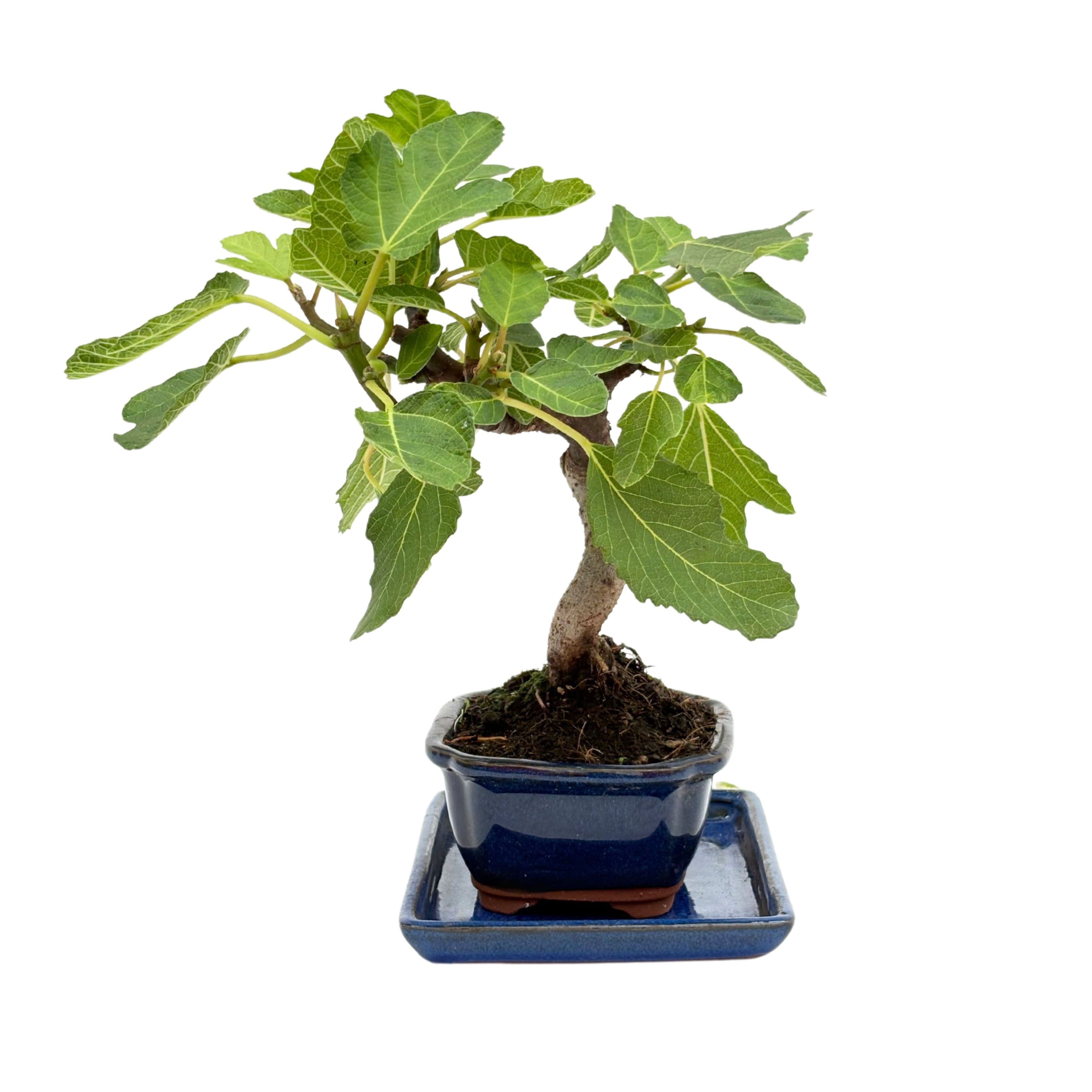 Bonsai Ficus Carica (Fico) 7 Anni - Collezione Premium