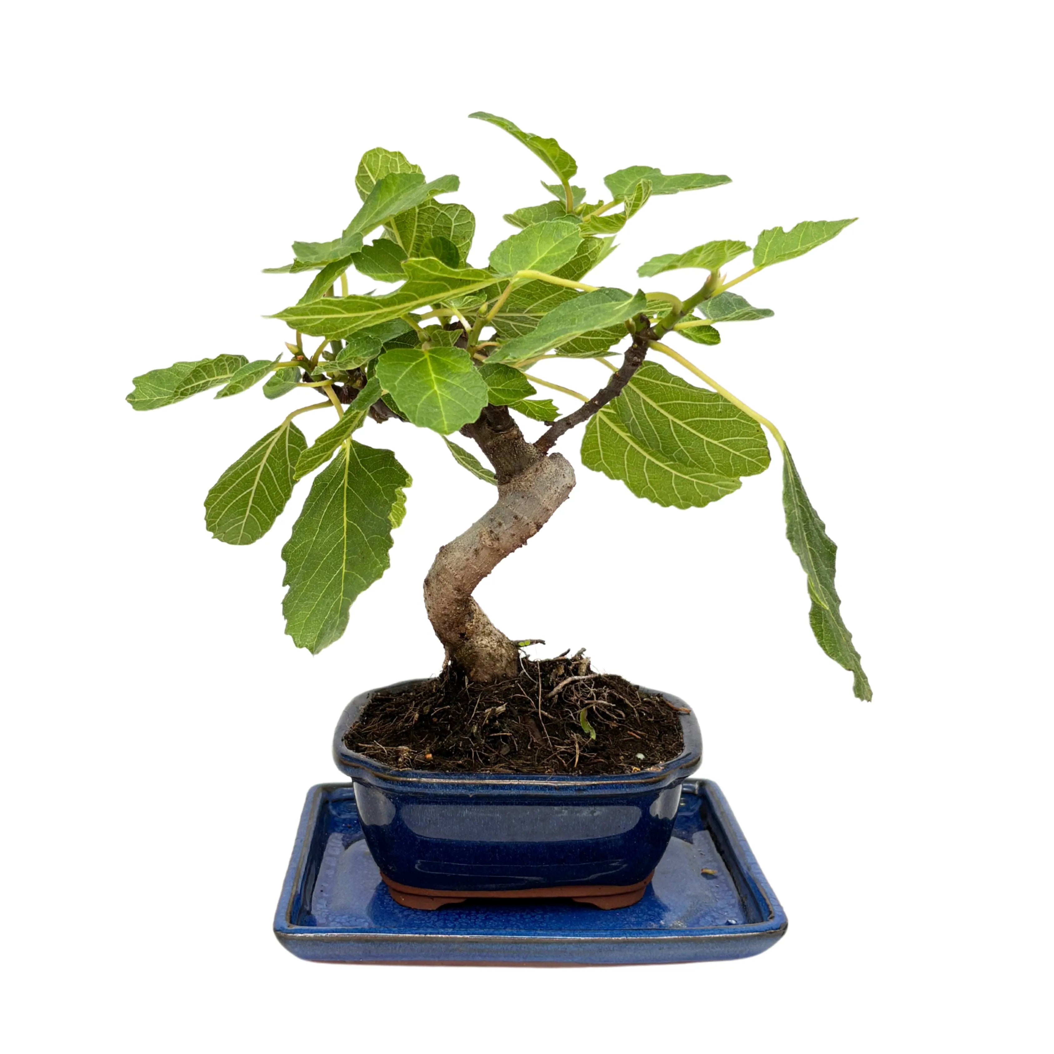 Bonsai Ficus Carica (Fico) 7 Anni - Collezione Premium