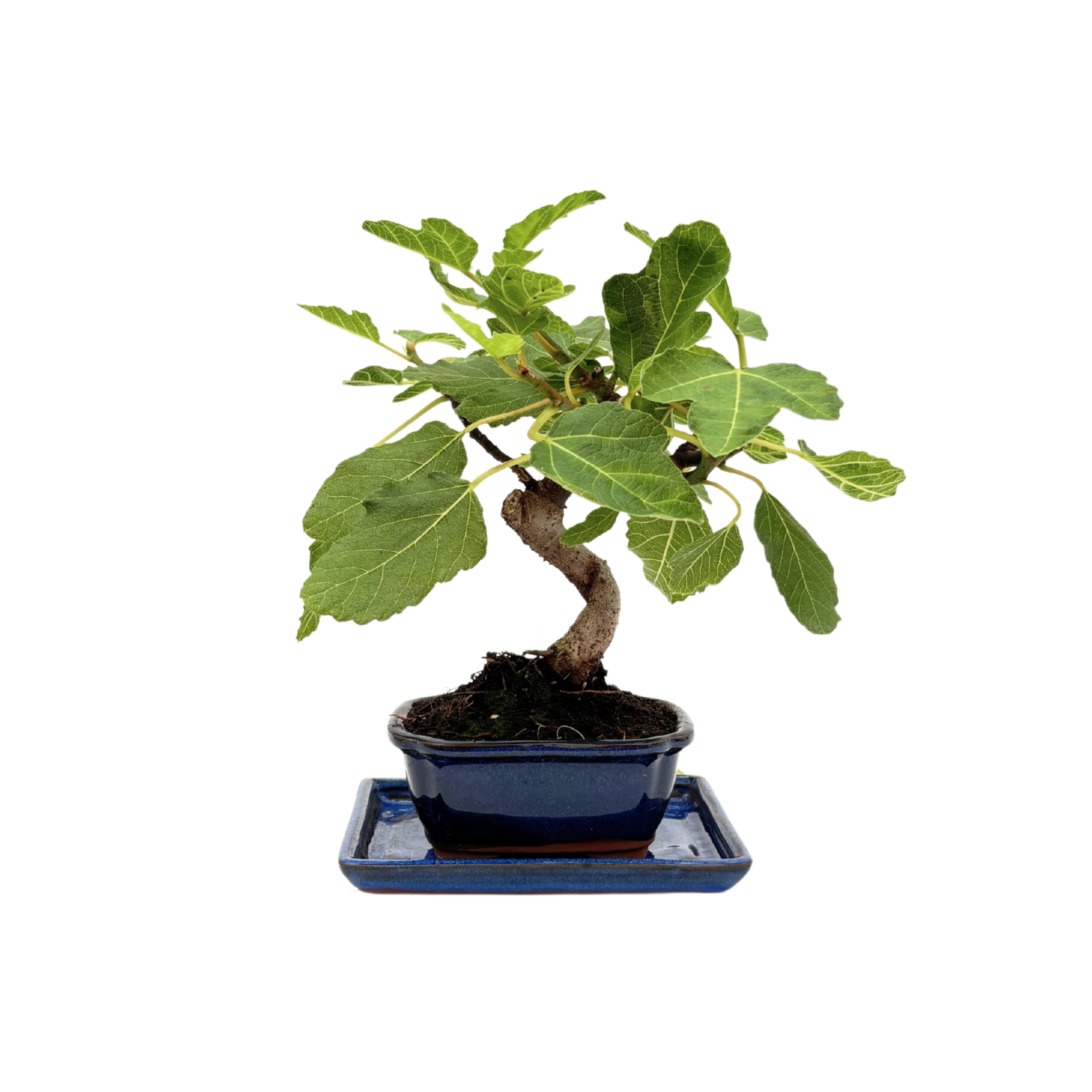 Bonsai Ficus Carica (Fico) 7 Anni - Collezione Premium