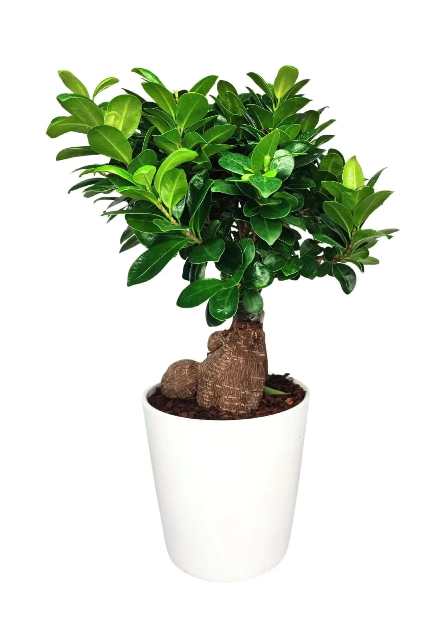 Bonsai Ficus Ginseng Vaso di Ceramica Dallas Altezza Pianta 40 cm
