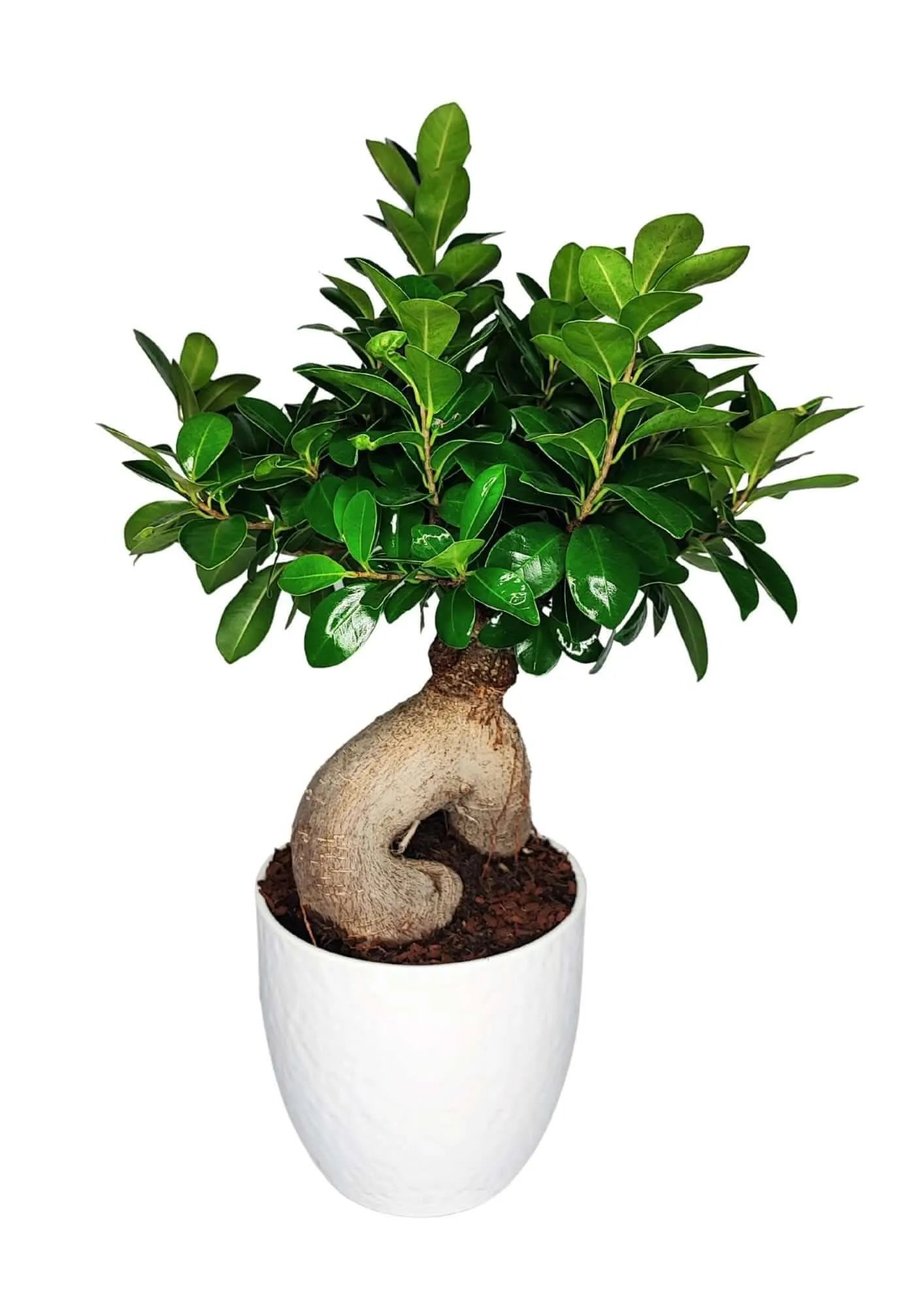 Bonsai Ficus Ginseng in vaso Boston altezza 50 cm