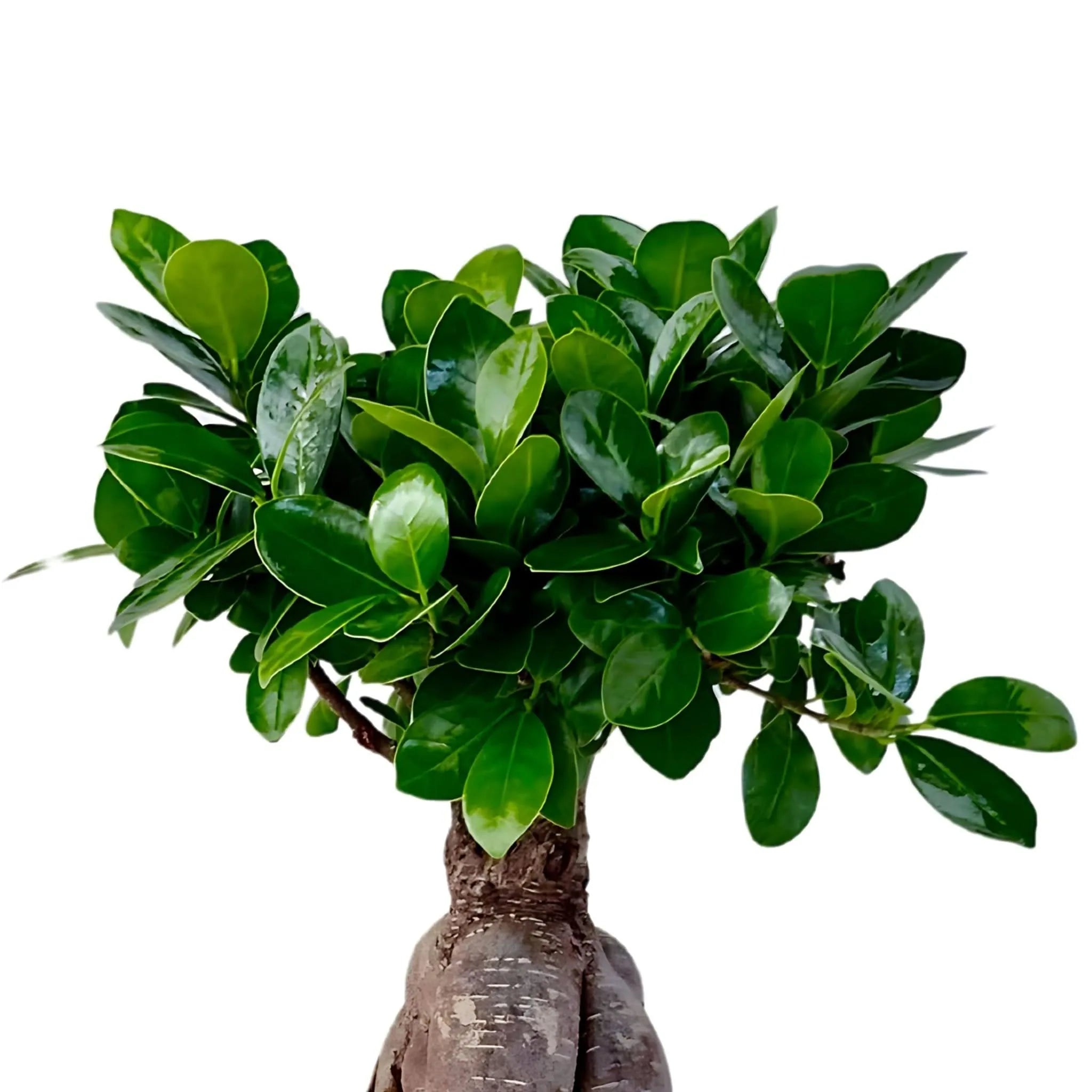 Bonsai Ficus Ginseng Vaso di Ceramica 'Novara' Altezza Pianta 50 cm,