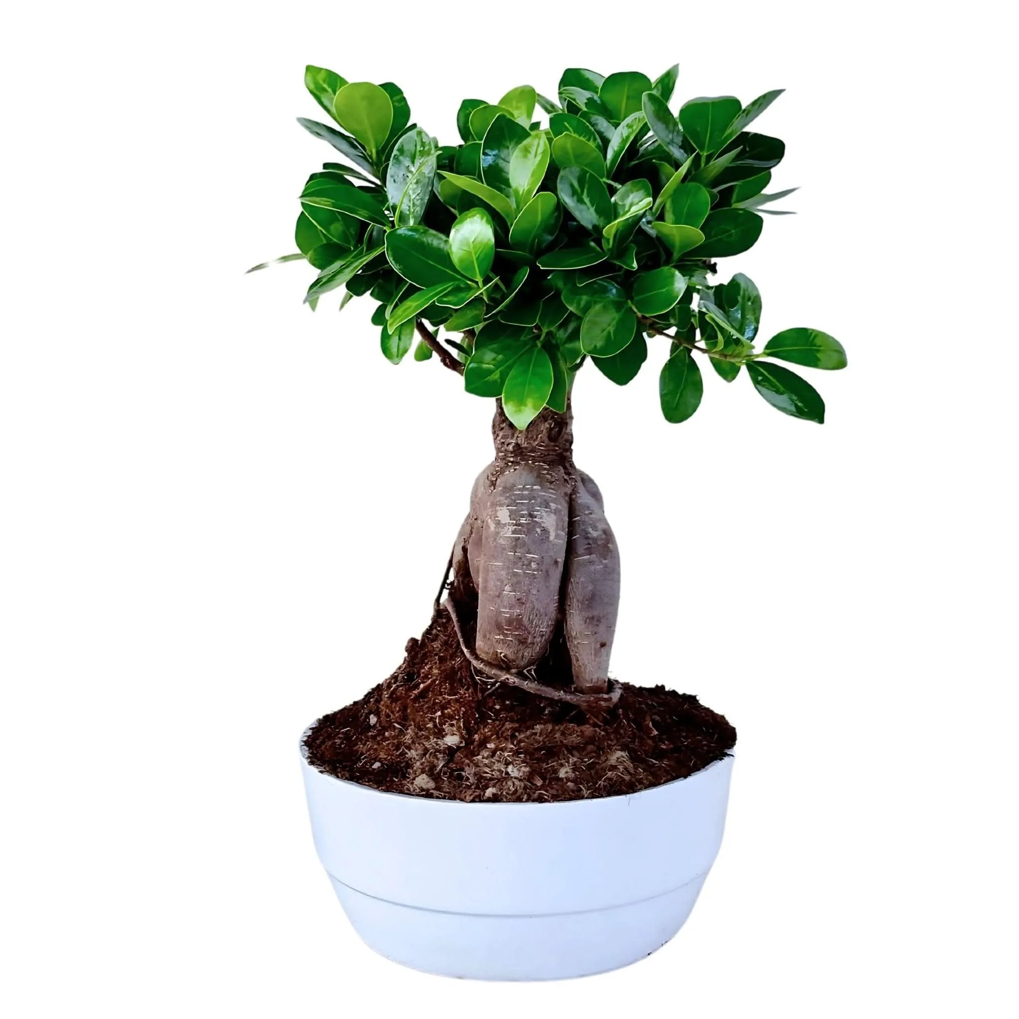 Bonsai Ficus Ginseng Vaso di Ceramica 'Novara' Altezza Pianta 50 cm,