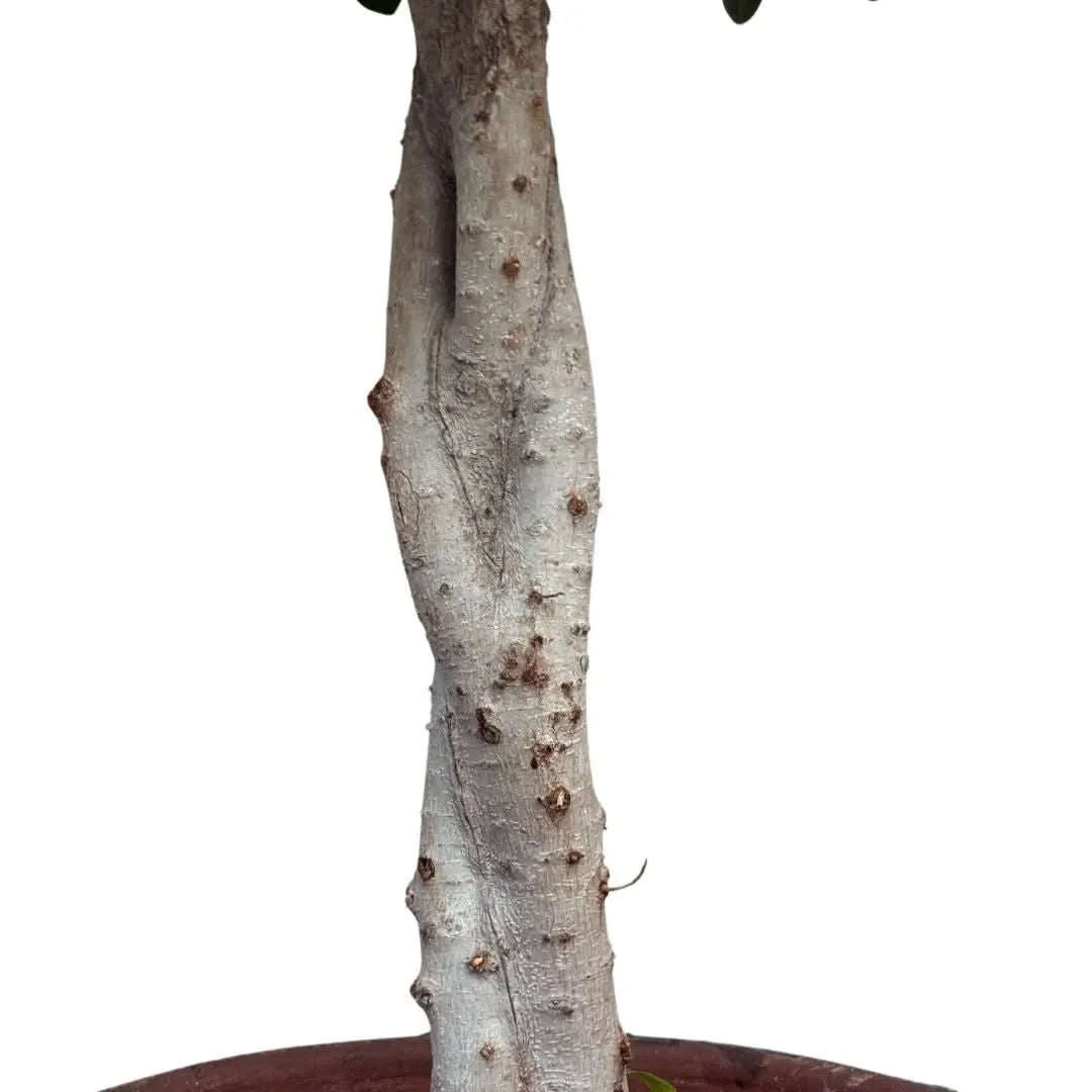 Bonsai Ficus Ginseng in vaso di ceramica con decorazioni orientali D. 45 CM H. 140 CM