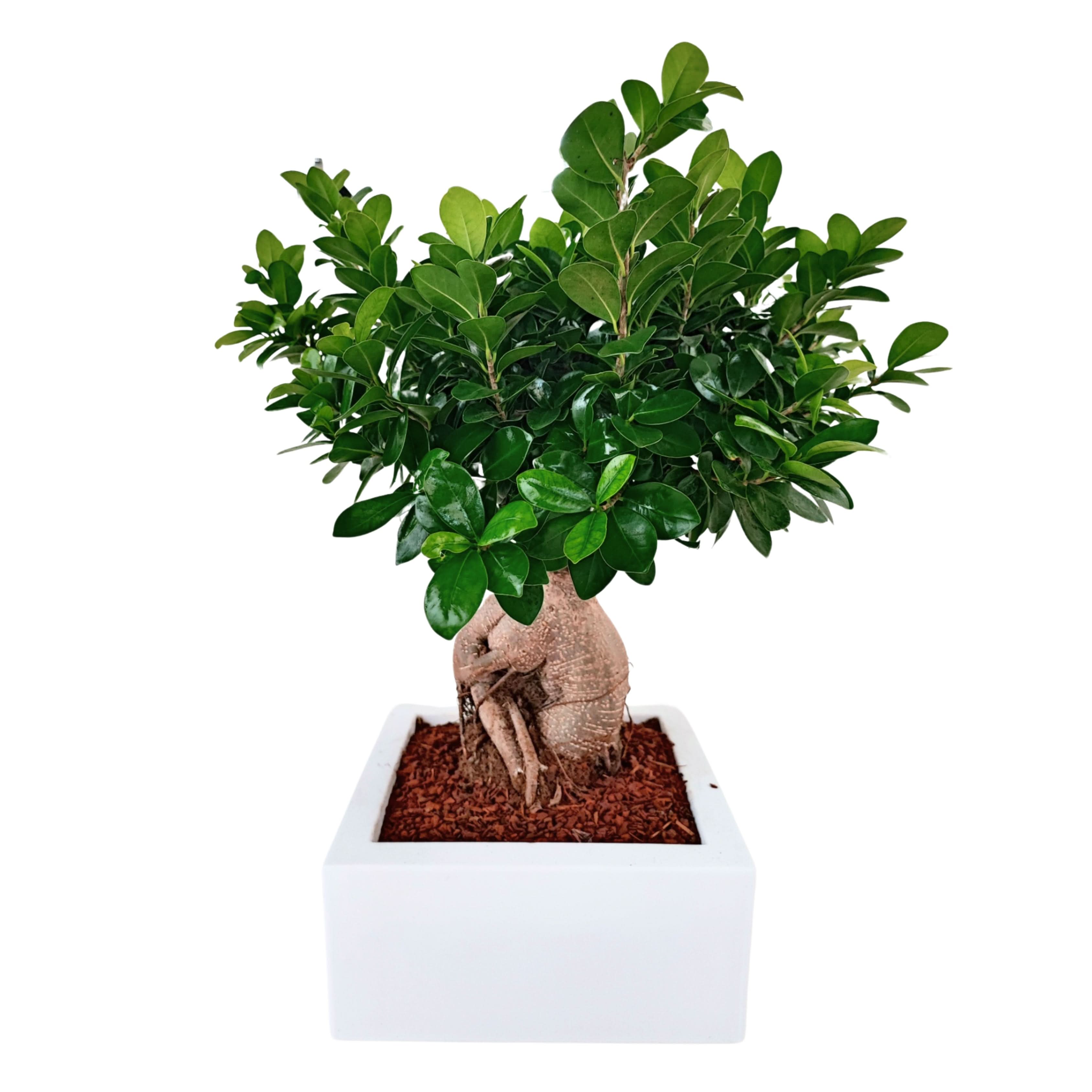 Bonsai ficus ginseng Vaso a Riserva D'acqua Minos