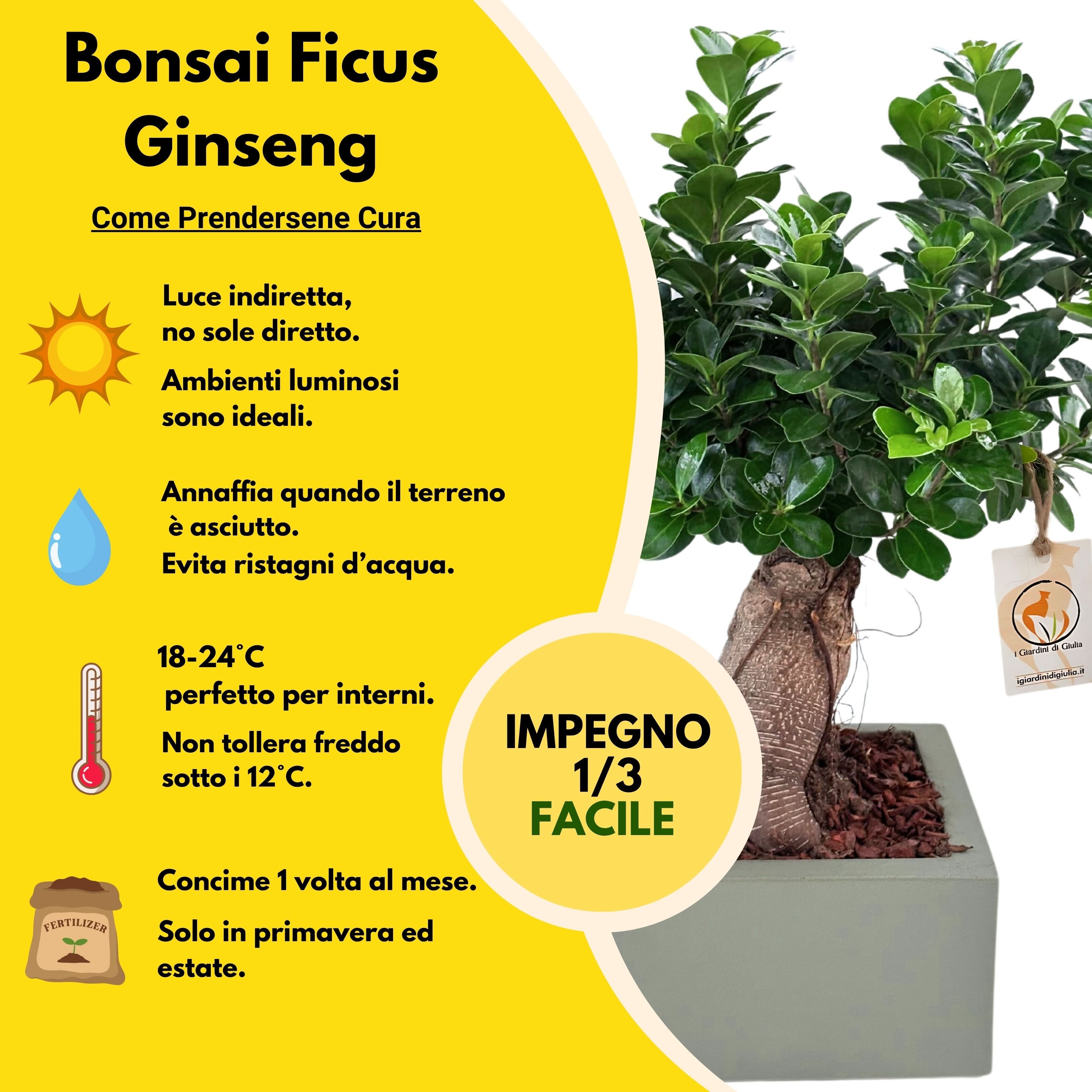 Bonsai ficus ginseng Vaso a Riserva D'acqua Minos