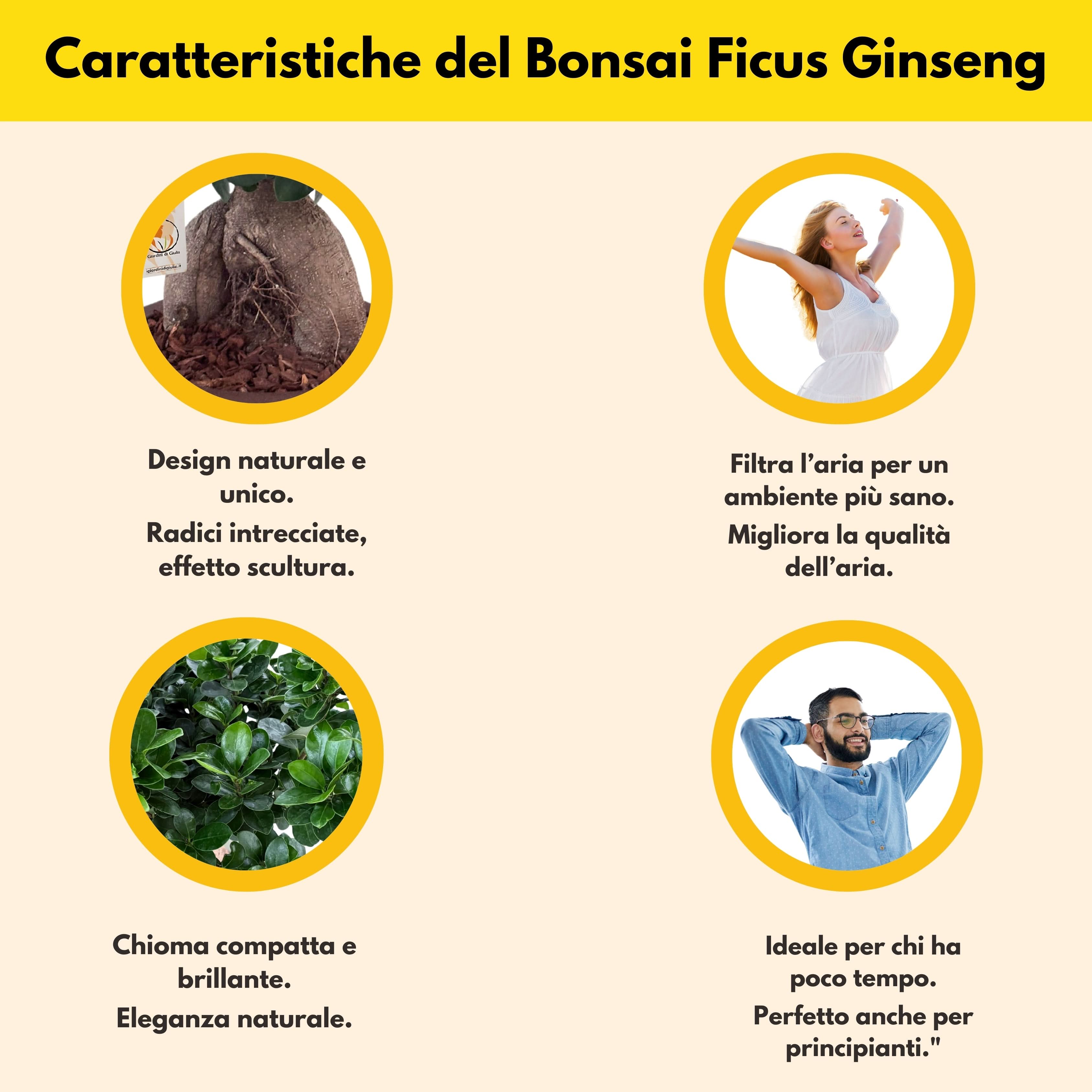Bonsai ficus ginseng Vaso a Riserva D'acqua Minos
