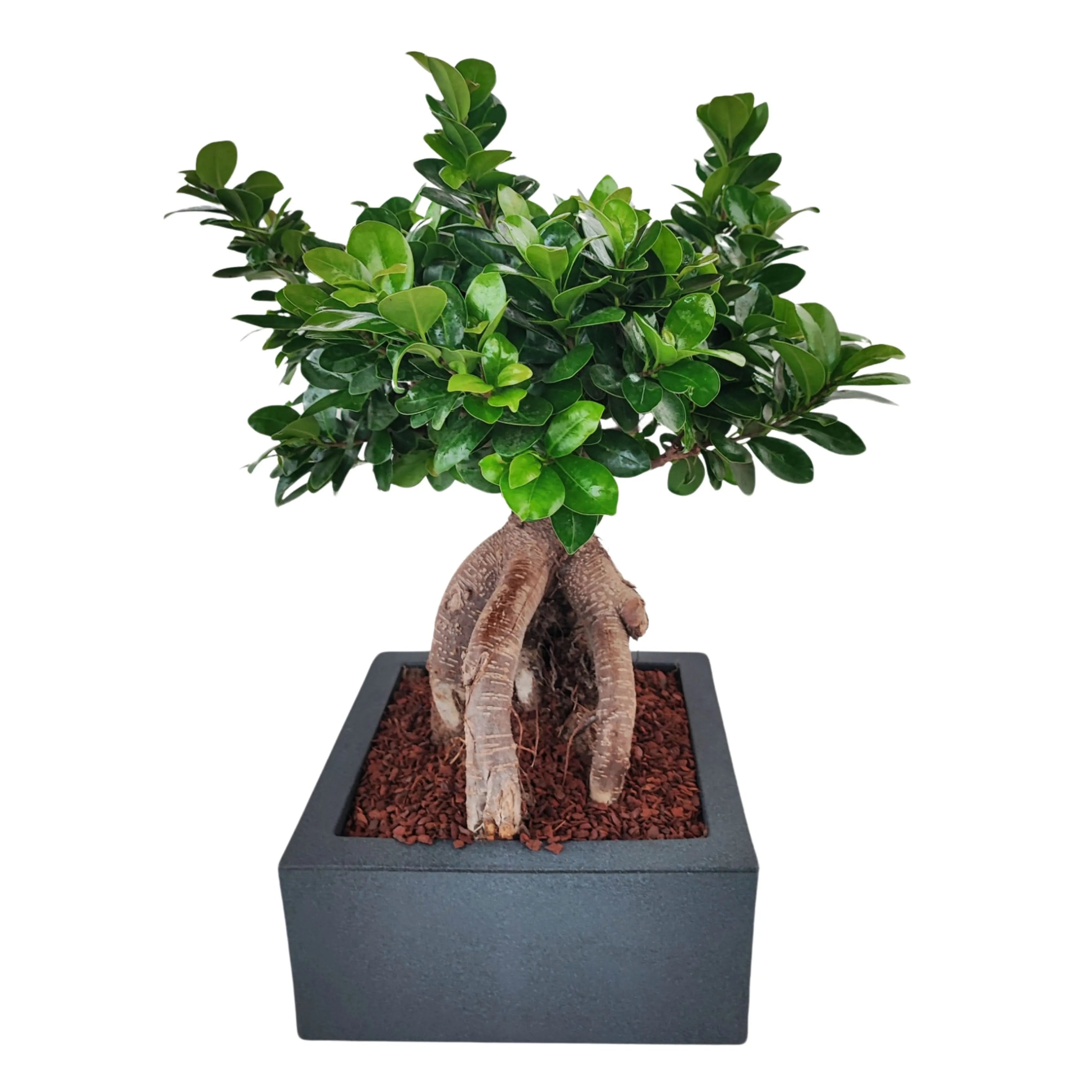 Bonsai Ficus Ginseng  in vaso "Minos"
