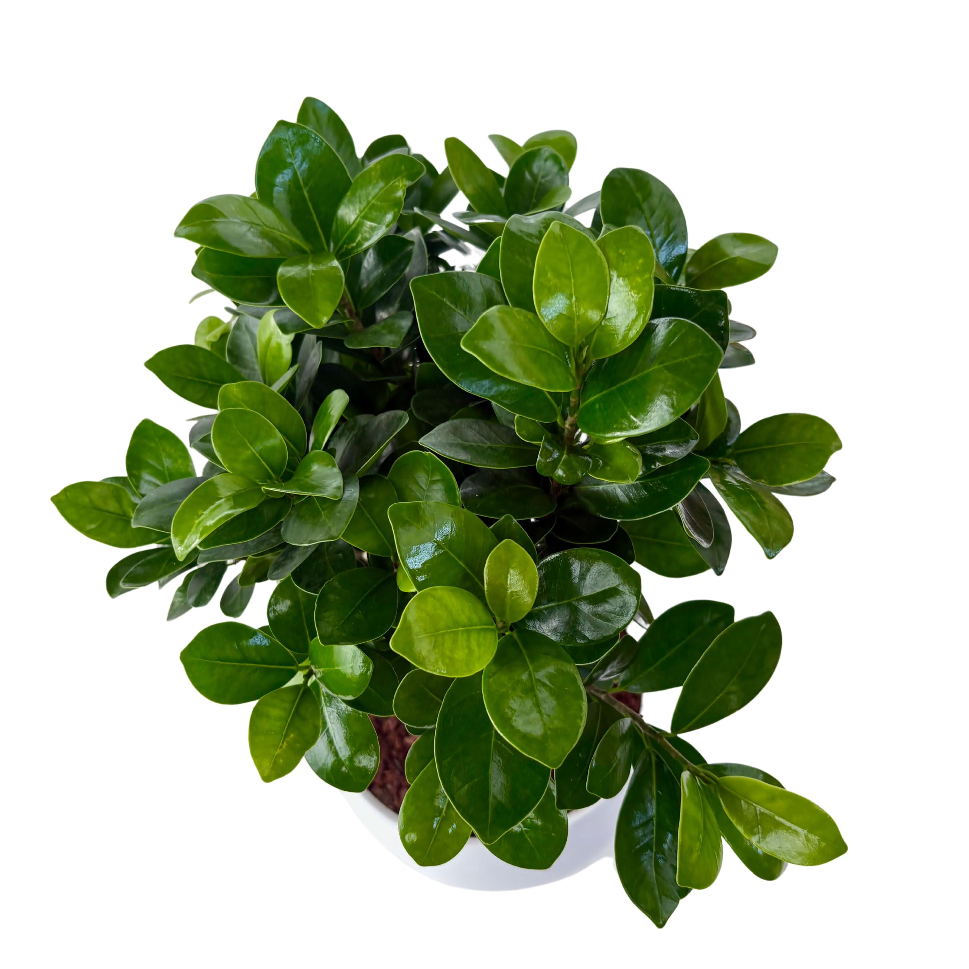 Bonsai Ficus Ginseng Vaso di Ceramica 'Novara' Altezza Pianta 50 cm,